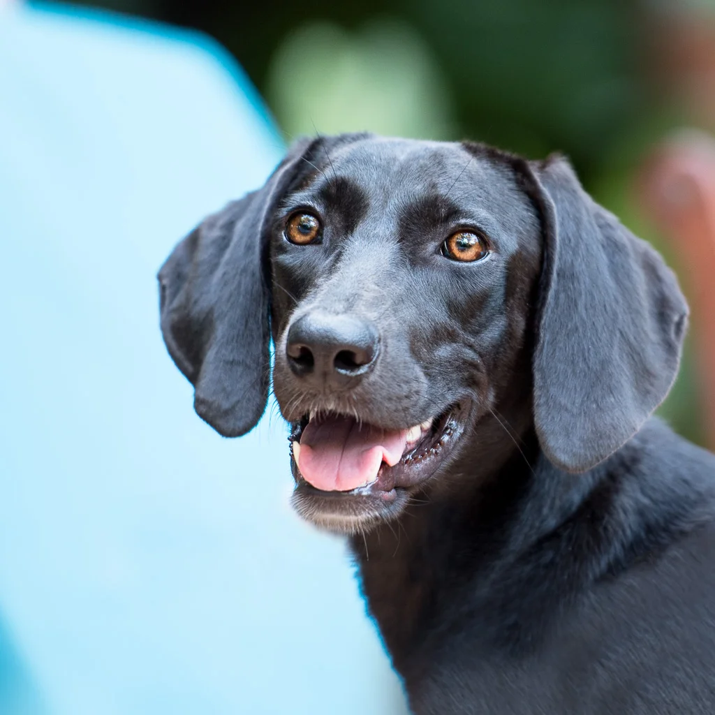 COCO: A Lost Soul that Found A New Life because of a Dog Photography Workshop called Barkarica