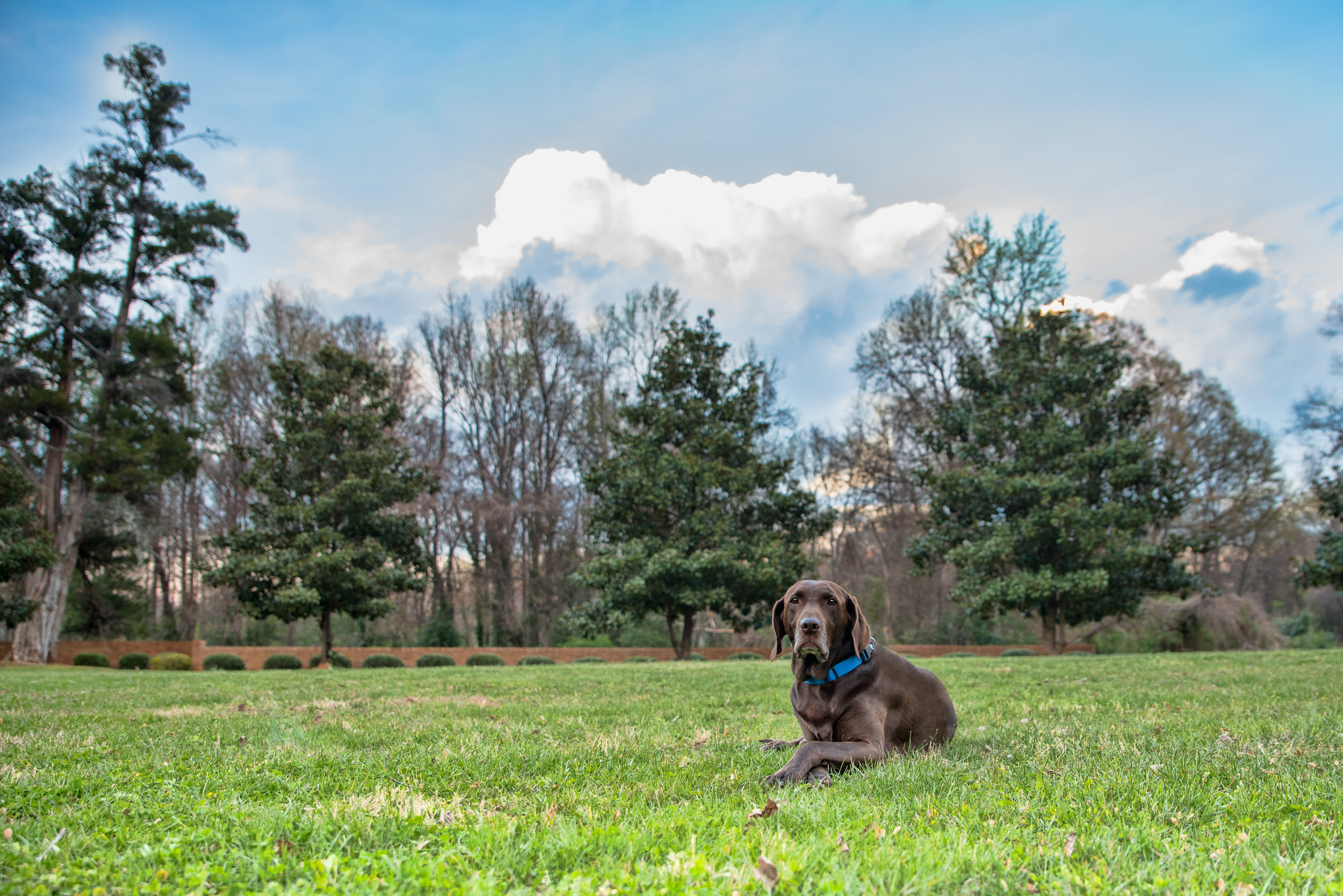 Punchy HDR Photo of chocolate lab Moose.JPG