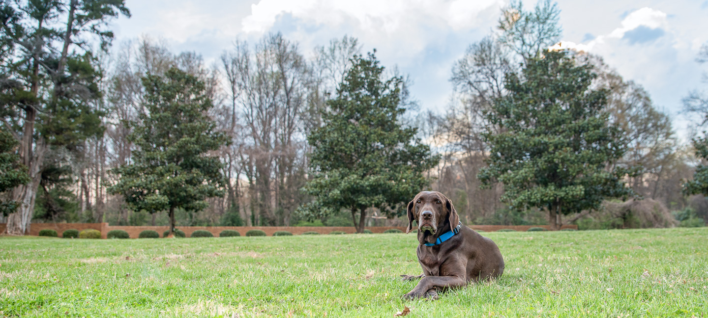 Our topic this week is HDR Photography but this photo is not HDR. This looks more along the lines of how I would typically edit this photo. Keep reading to view this photo with three different HDR effects. Moose looks a little bored but I do like his crossed paws. :)