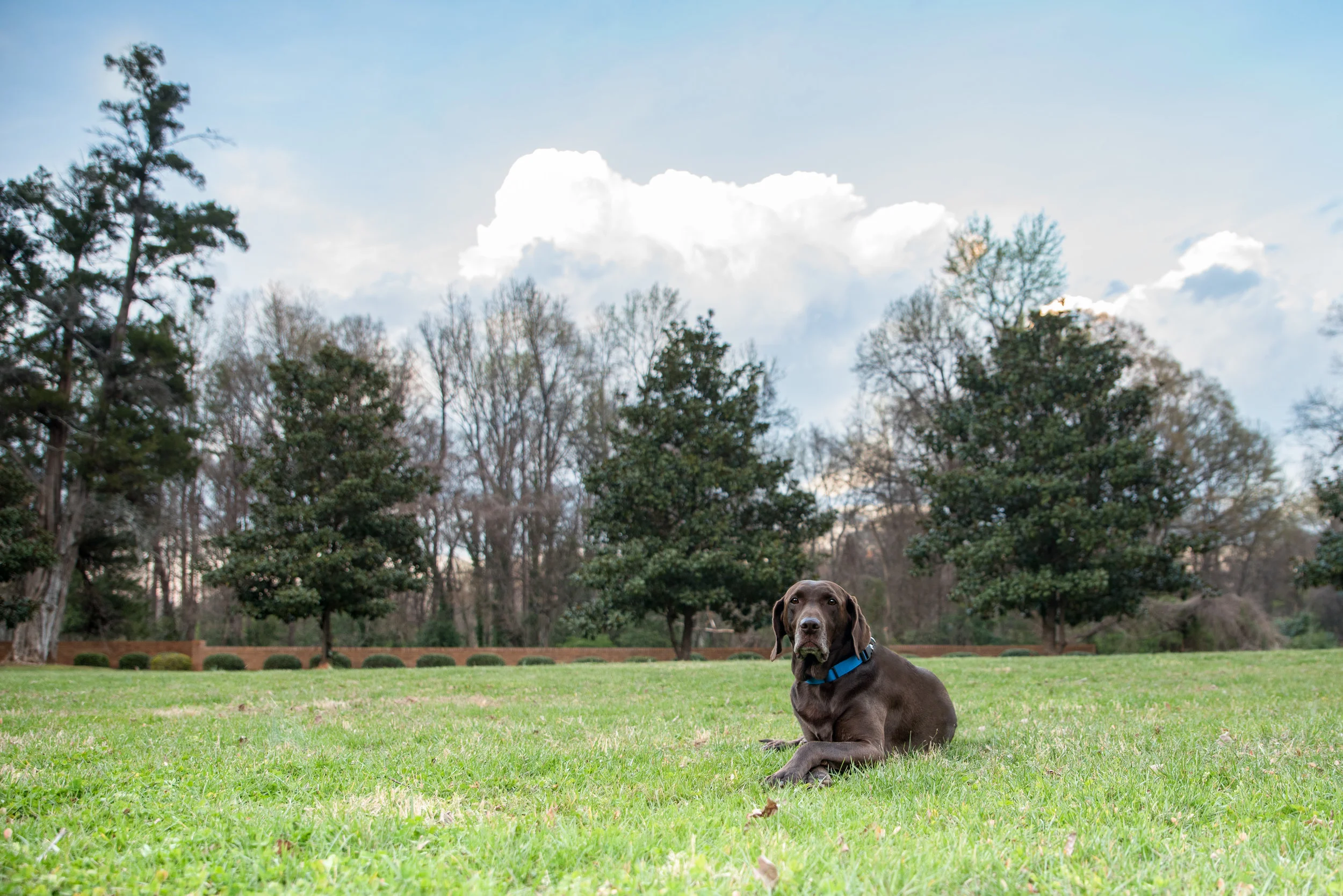HDR Photography: Dog Photography Project 52: Week 12