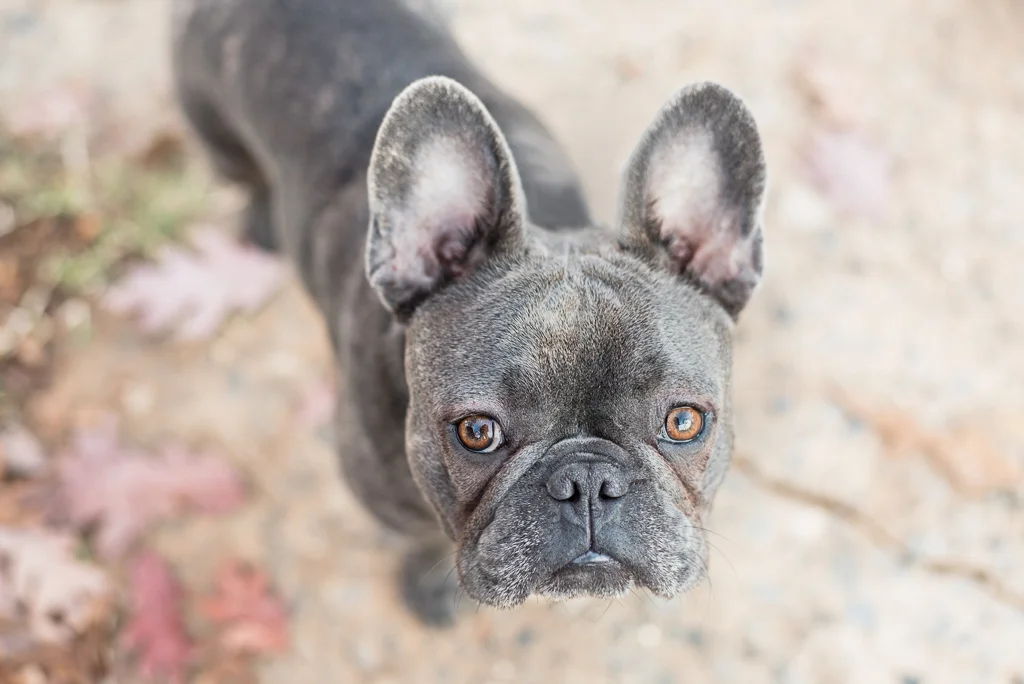 local dog portrait