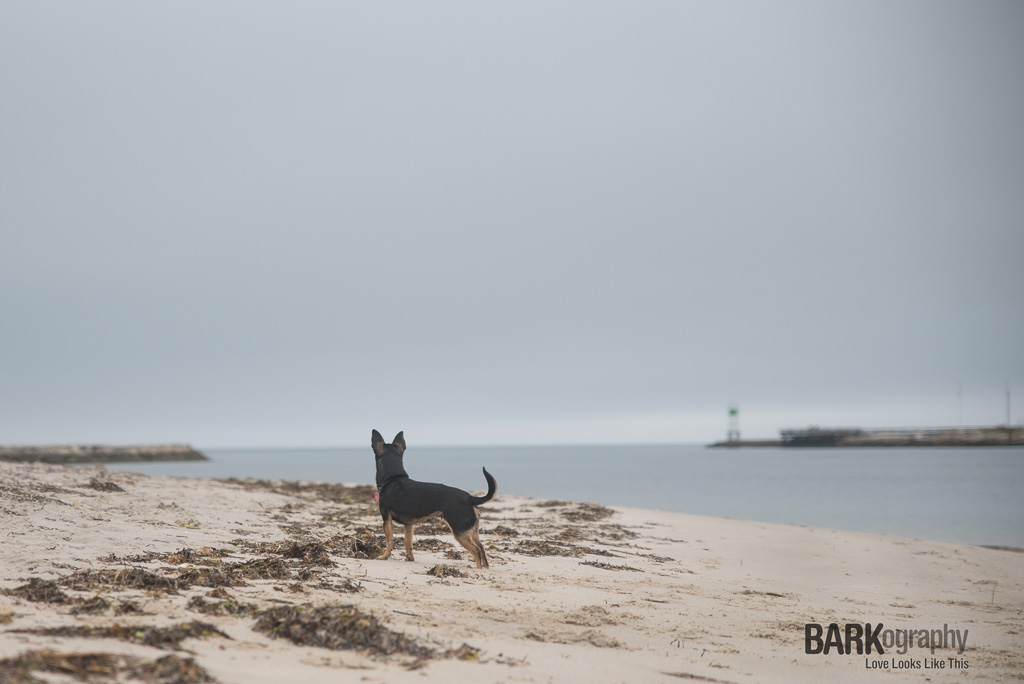 Minney on the beach.