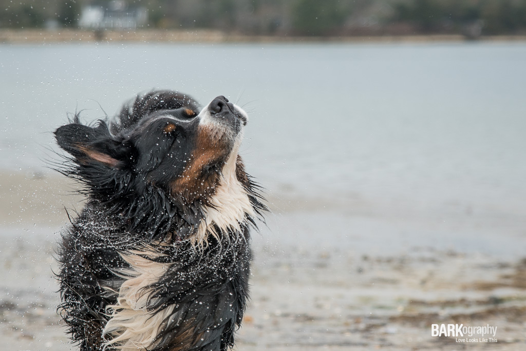 And when you come out of the water, you must do this.
