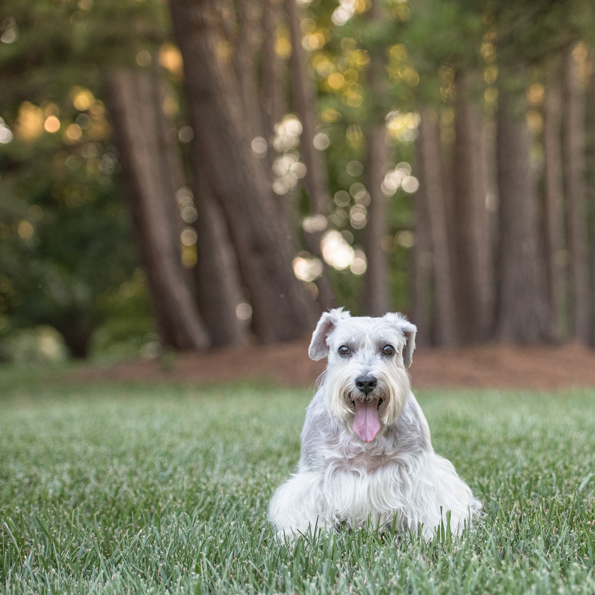 Backlighting: Dog Photography 52 Week Project- Week 24