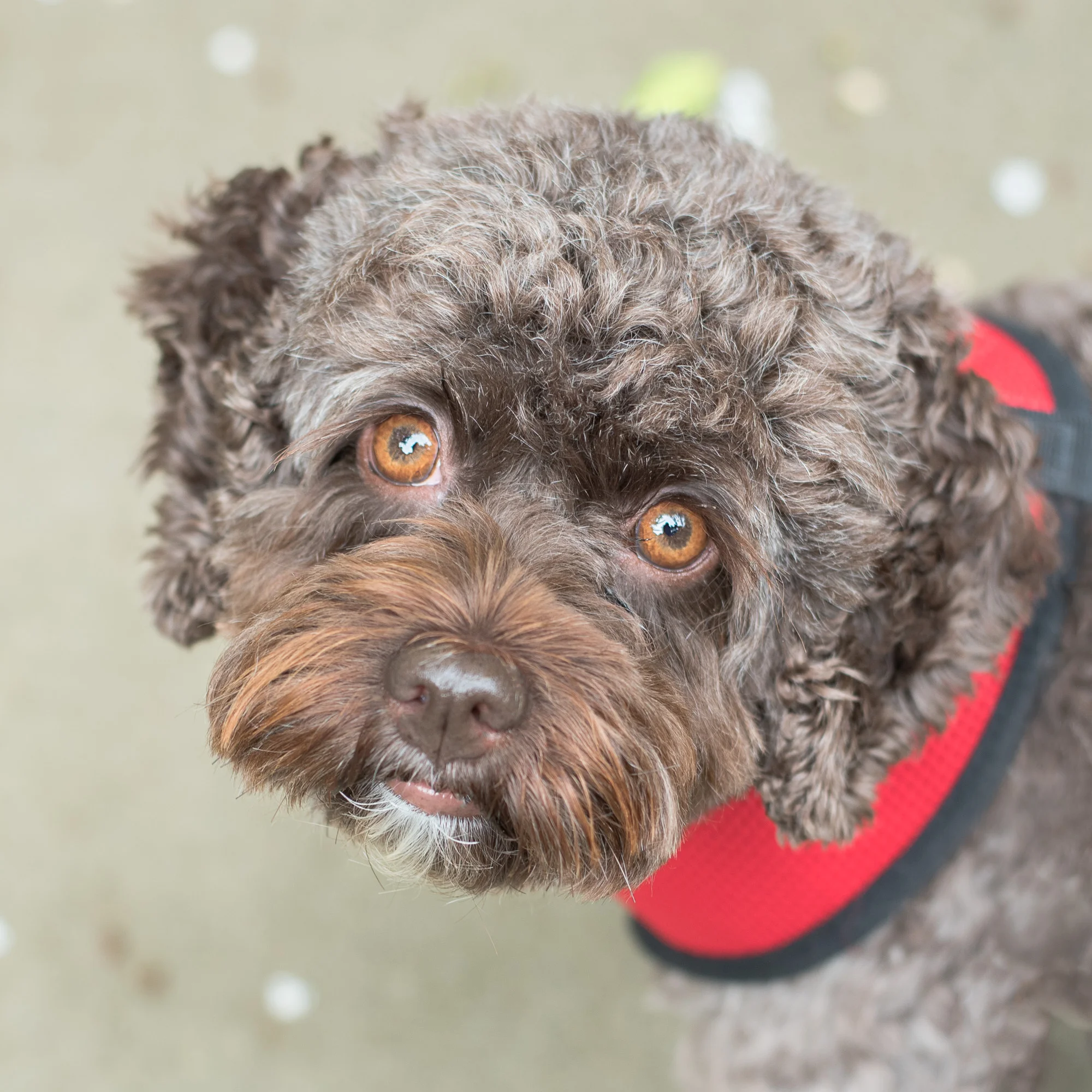 Soft: Week 25 Dog Photography 52 Week Project