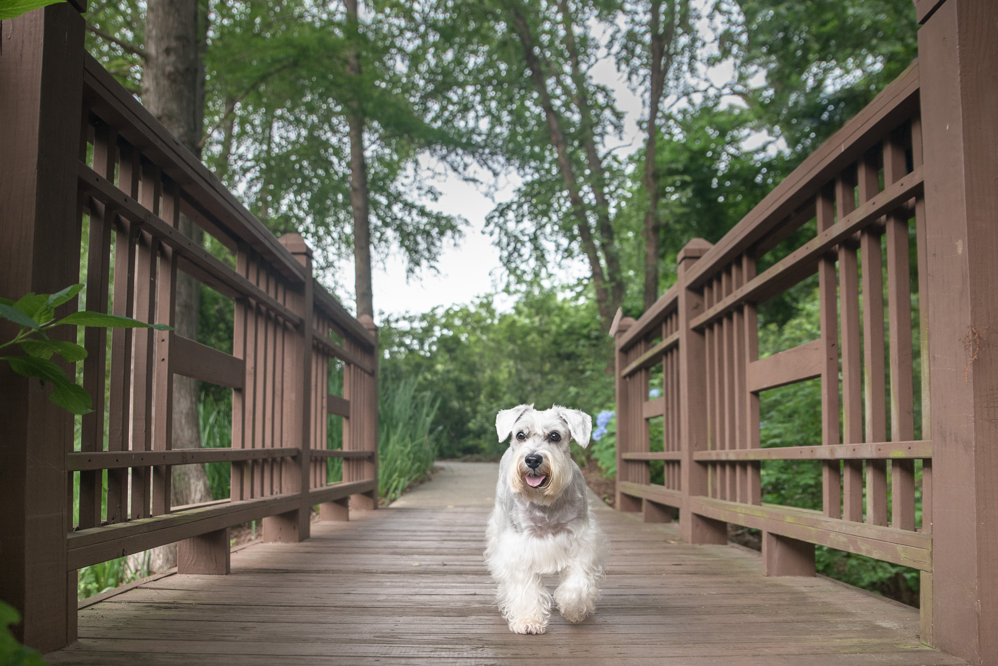 Leading Lines: Week 26 Dog Photography 52 Week Project