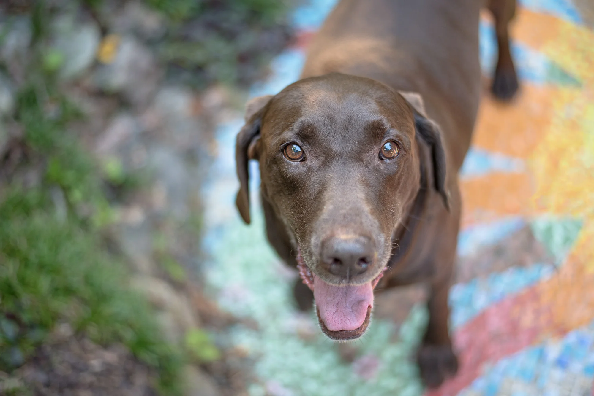Dog Photography in north Charlotte.JPG