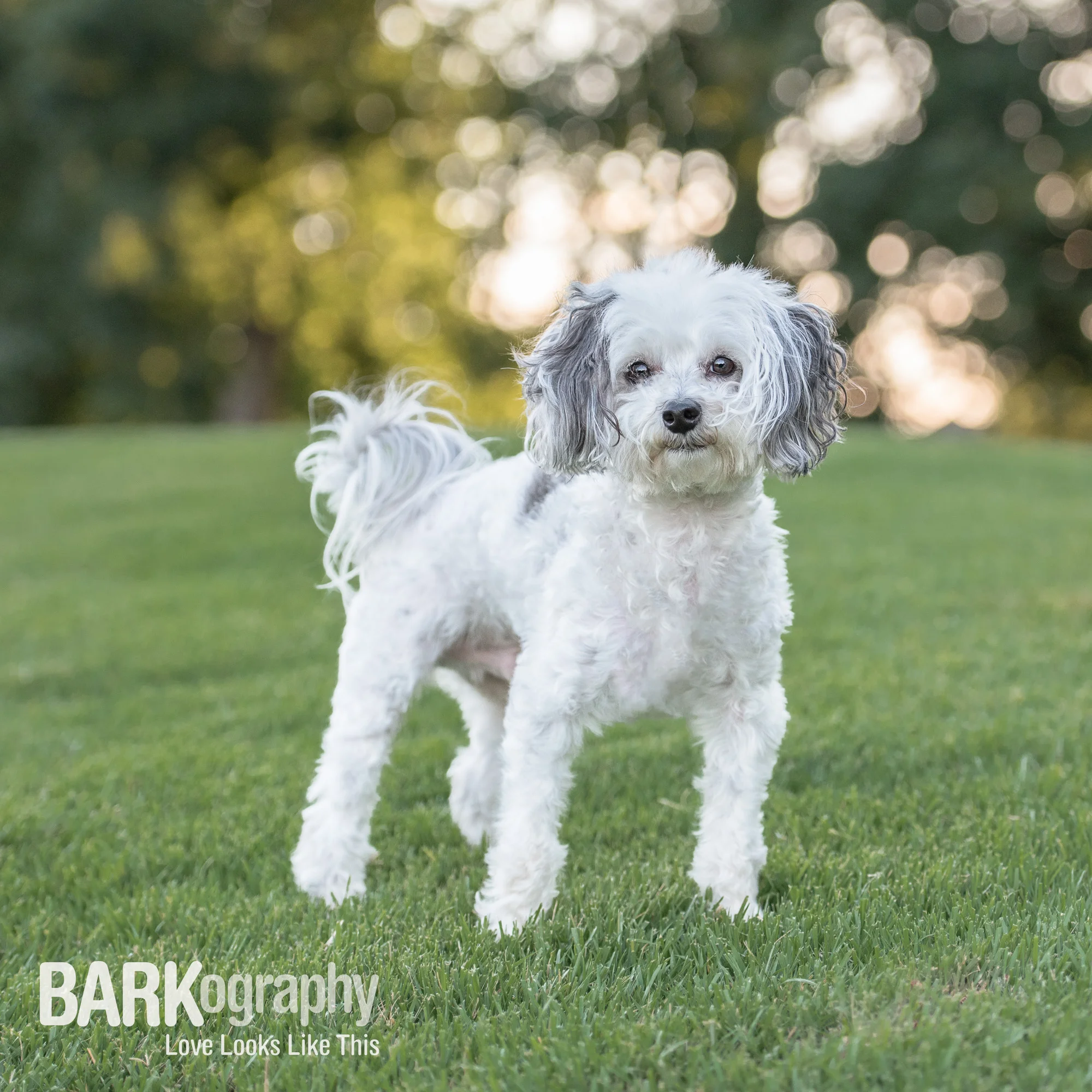 Bokeh: Dog Photography 52 Week Project - Week 27