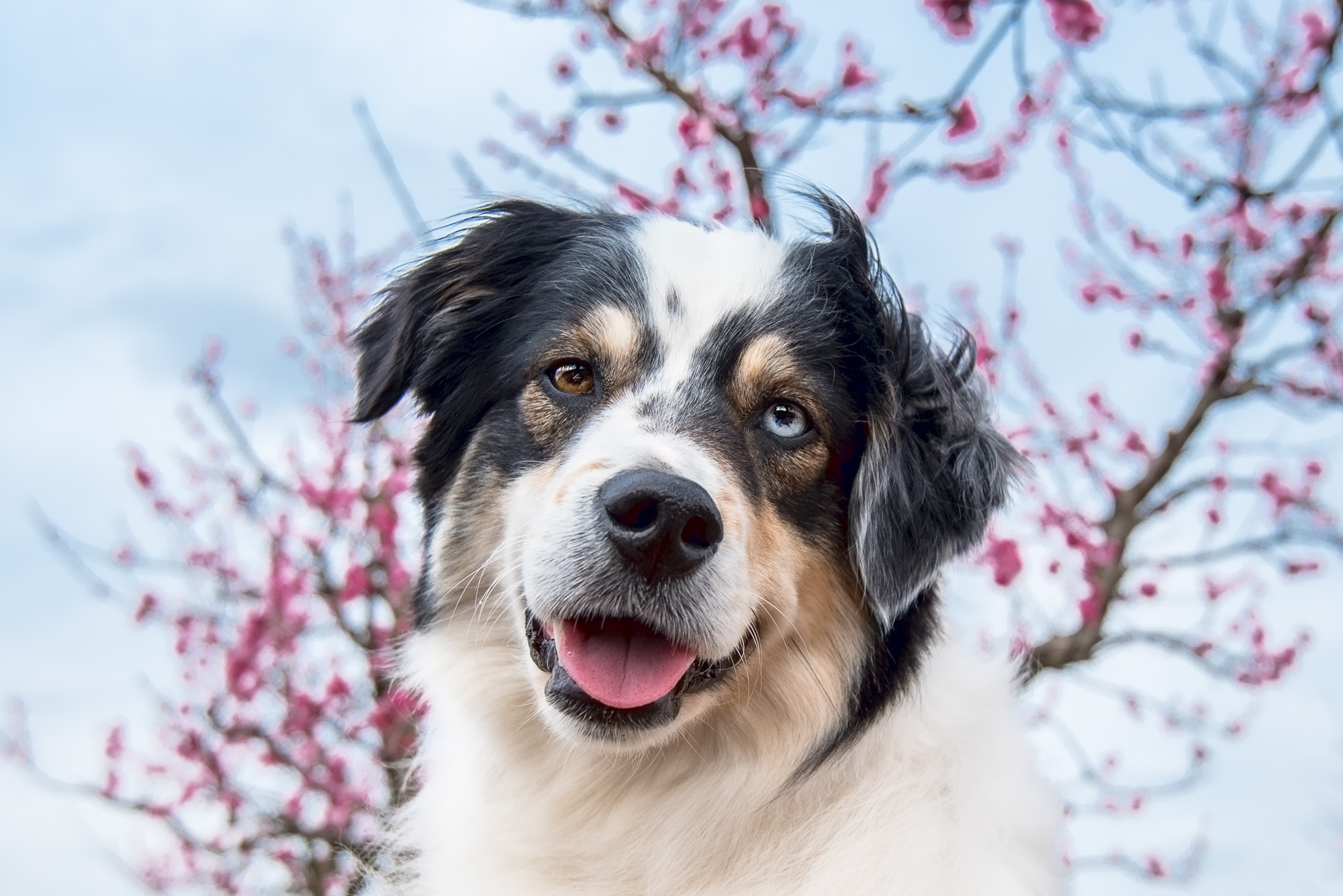 This is my friend's dog Berkeley. He is a gorgeous model and I've had the pleasure of photographing him a few times! More blue sky and peach blossoms behind him.