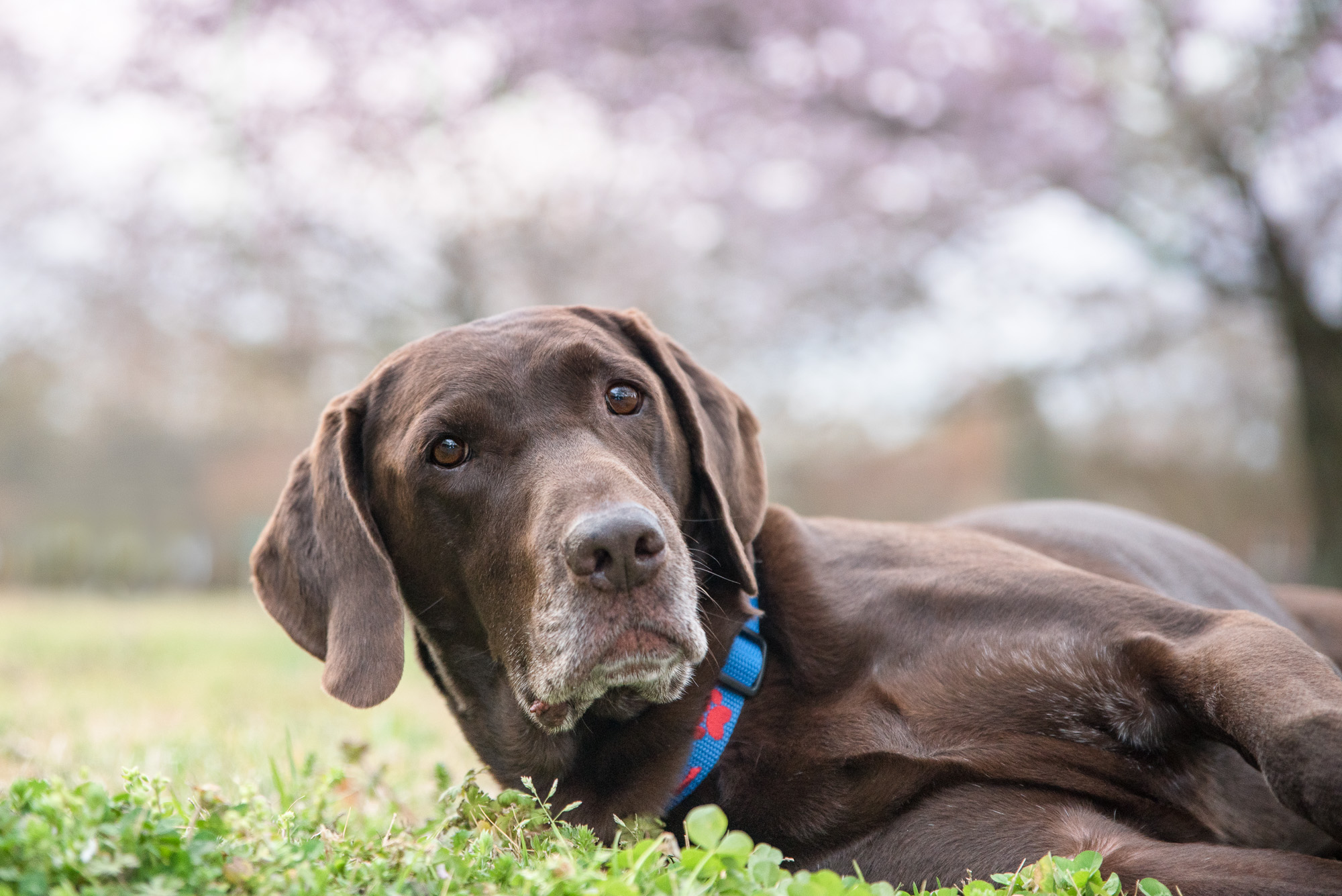 My guy Moose. Just chill-axing while I was taking his picture.