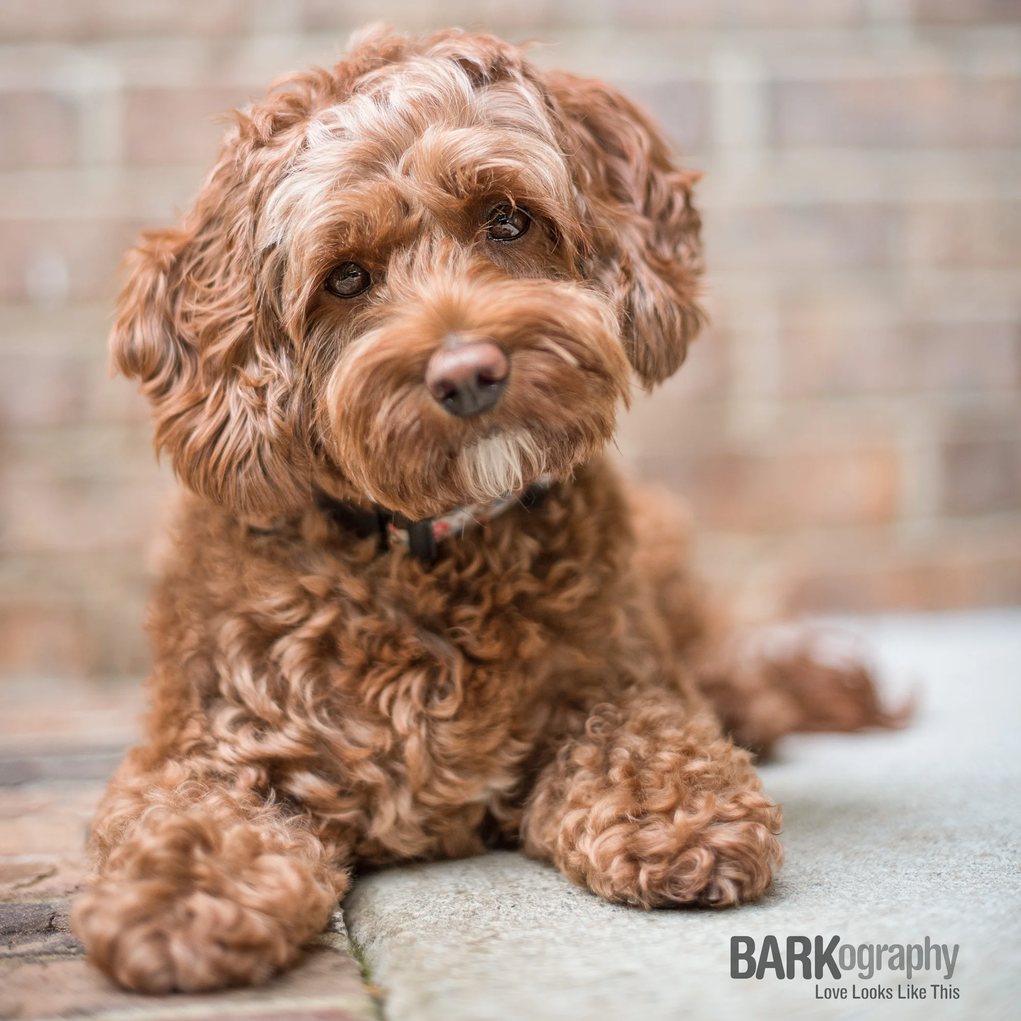 Multiple Perspectives: Dog Photography 52 Week Project: Week 33