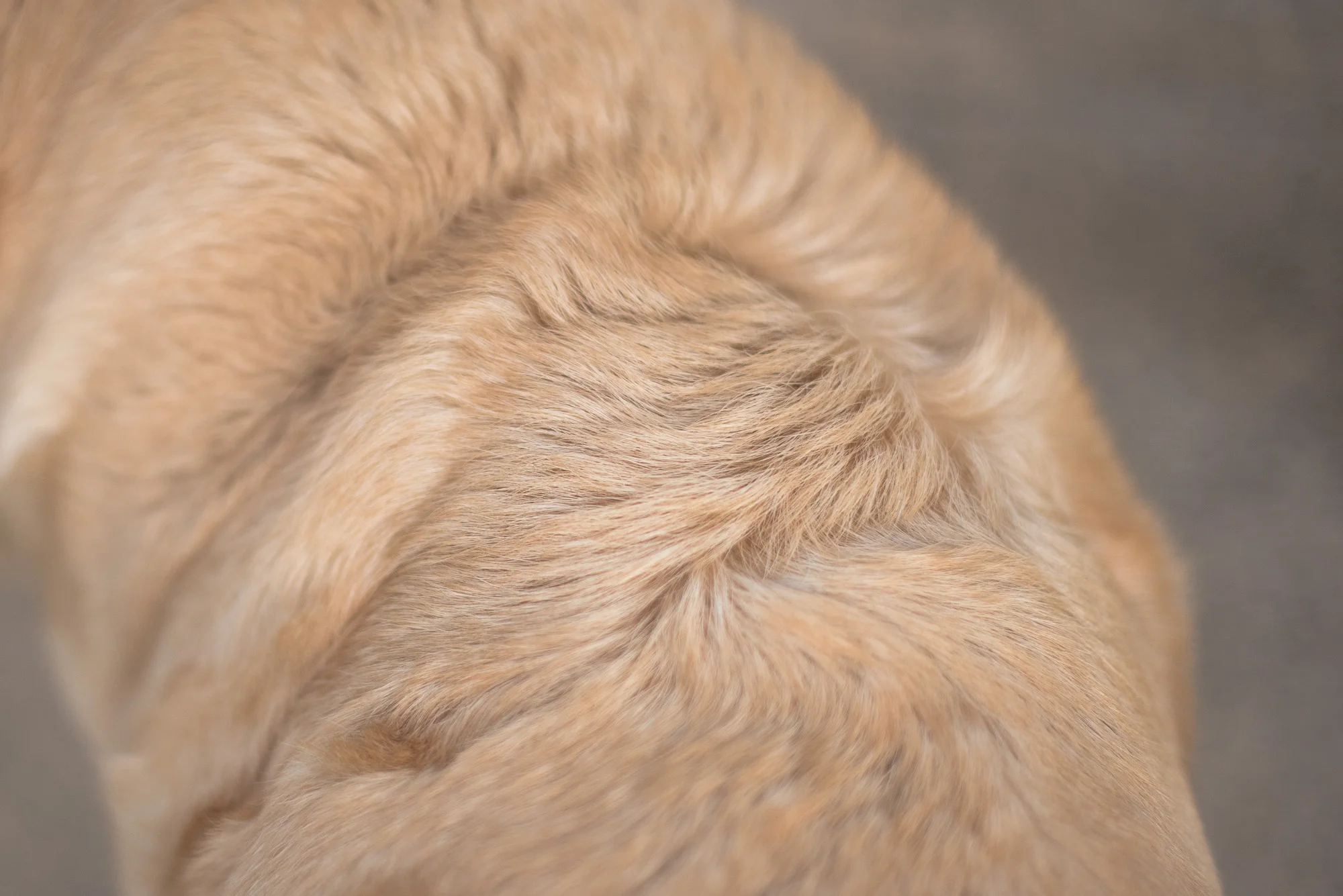 TEXTURE: Dog Photography 52 Week Project: Week 39