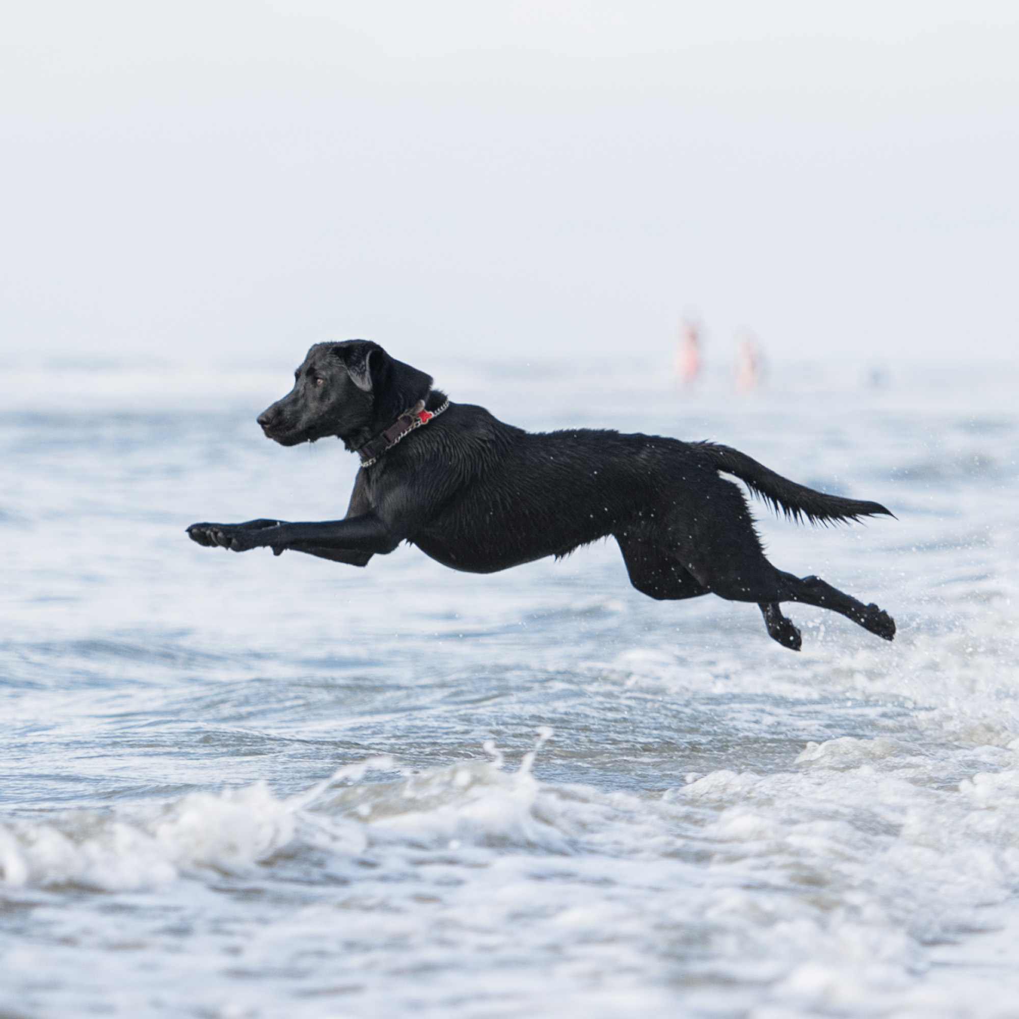 High Contrast: Dog Photography 52 Week Project -  Week 41