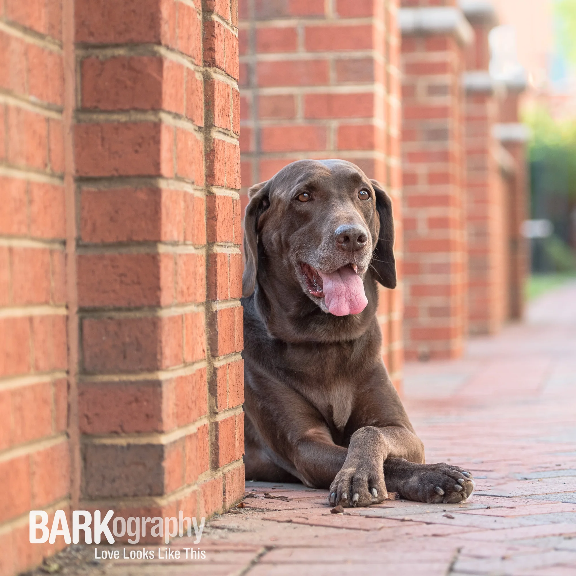 BRICK - Dog Photography 52 Week Project - Week 42