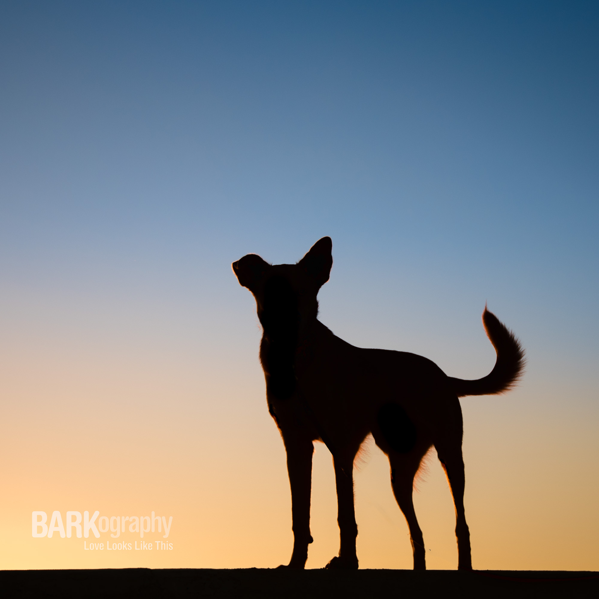 BOLD COLORS: Dog Photography 52 Week Project - Week 44