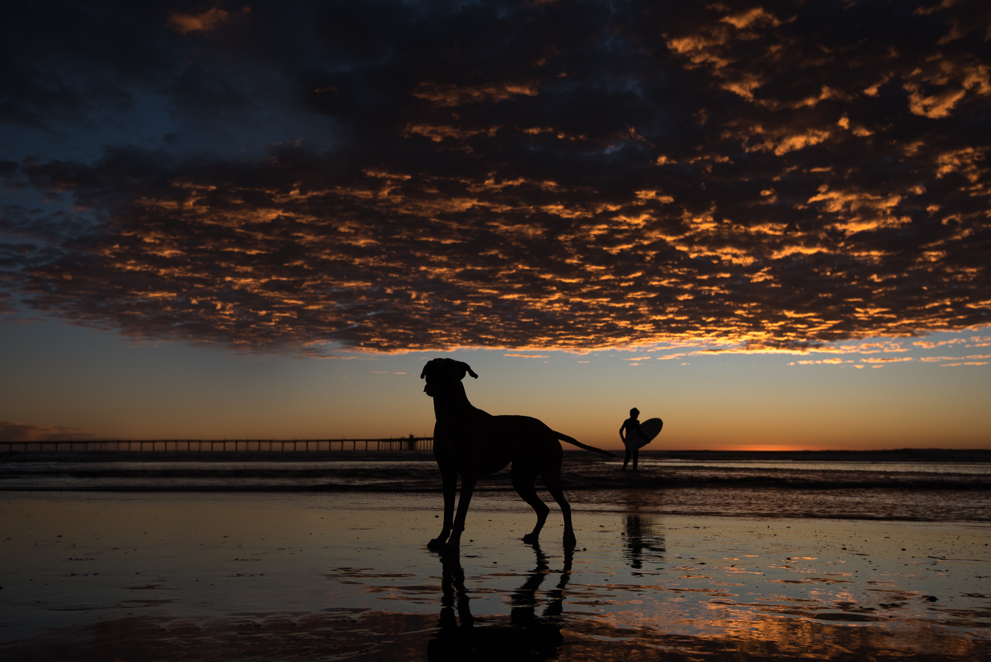 San Diego Sunset Dog Photography.JPG