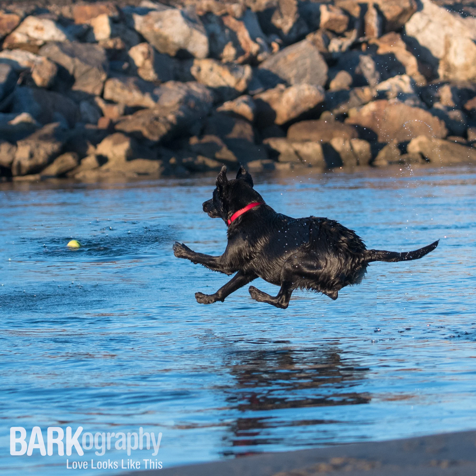 WATER: Dog Photography 52 Week Project - Week 46