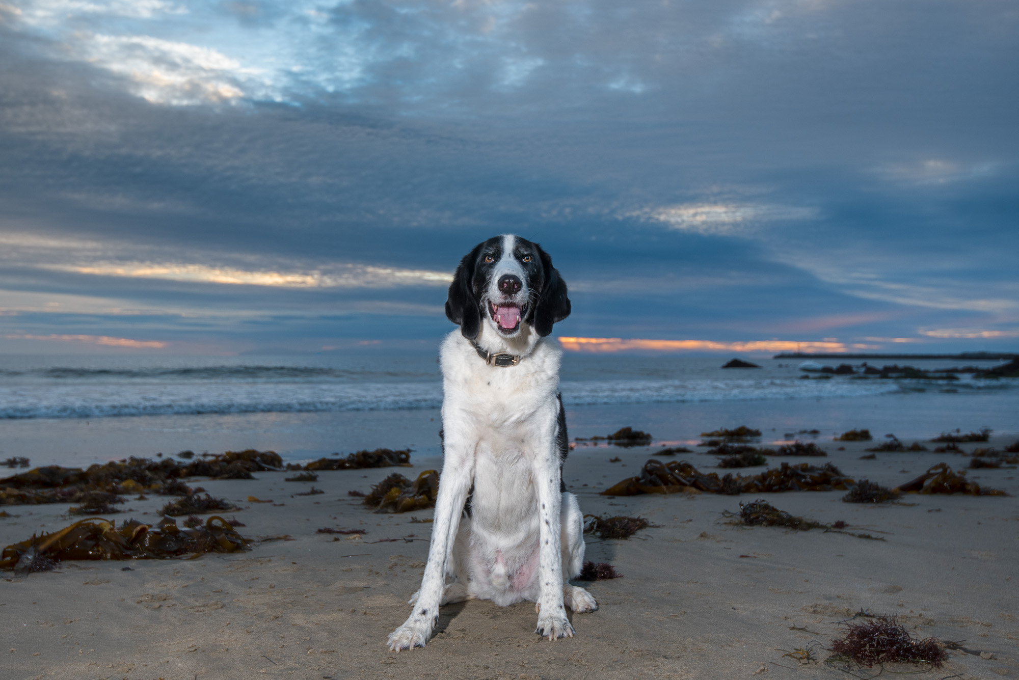 Corona del Mar California Dog Photography.JPG