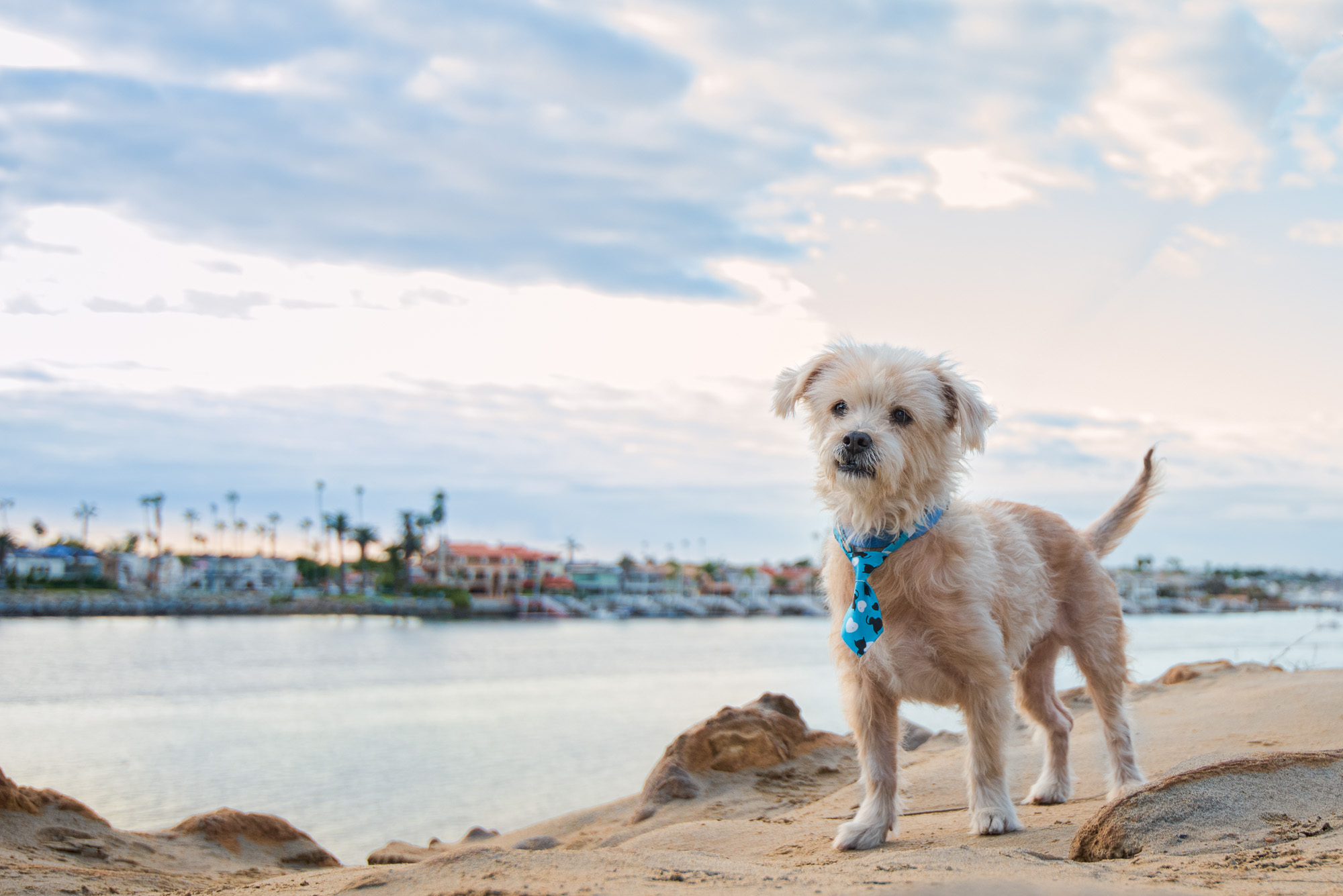 Dog Available for Adoption Newport Beach CA.JPG