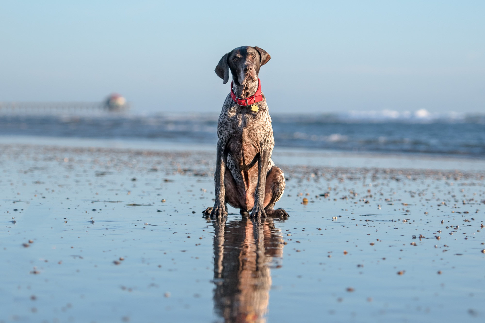 Huntington Dog Beach Photography.JPG