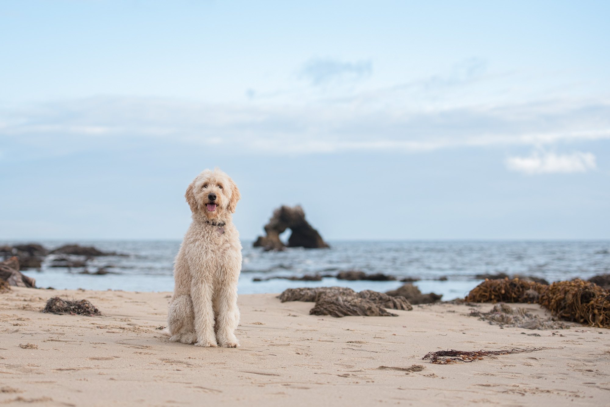 SoCal Dog Photography.JPG