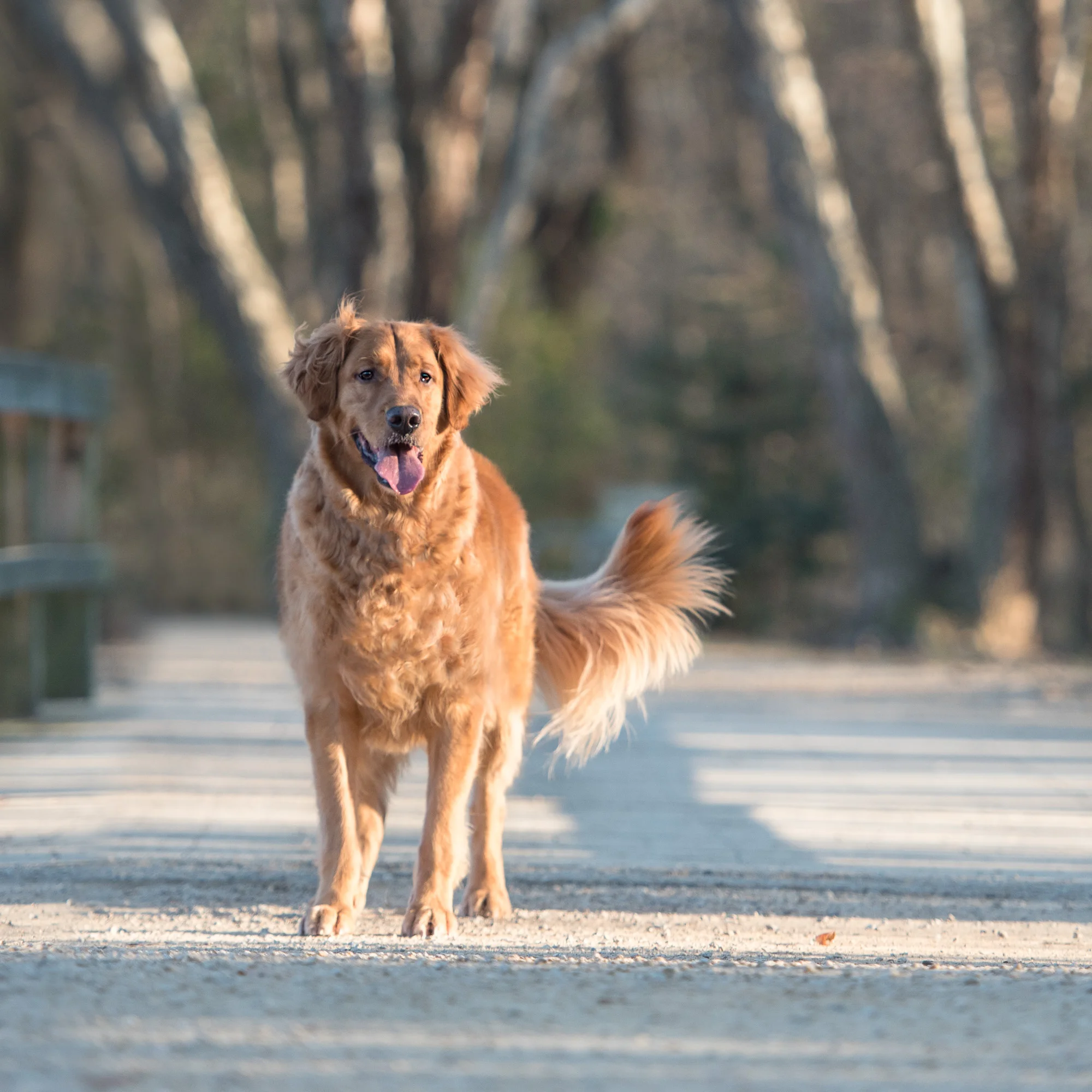 ARCHITECTURAL: Pet Photography 52 Week Project - Week 49