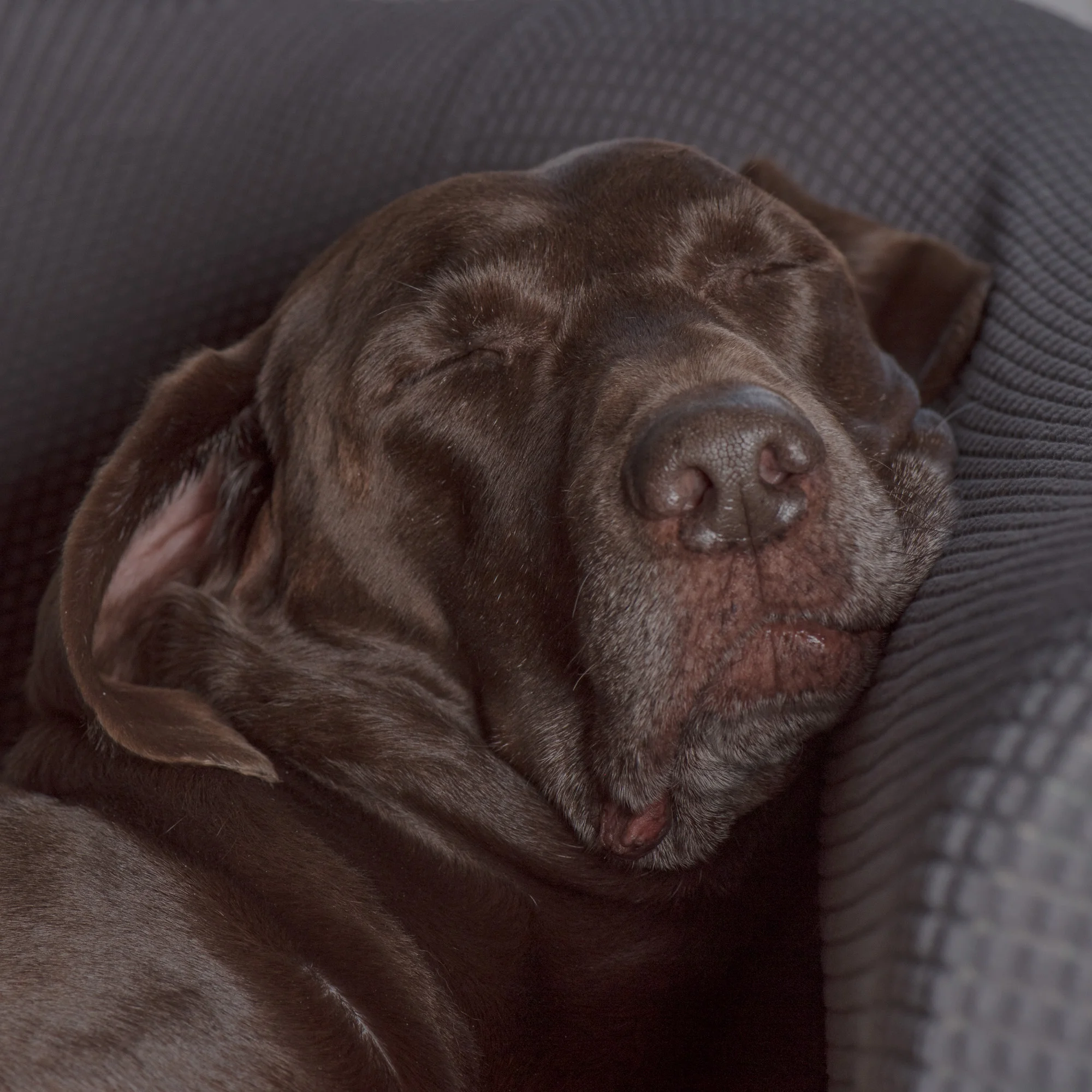 RELAXING: 52 Week Dog Photography Project - Week 50