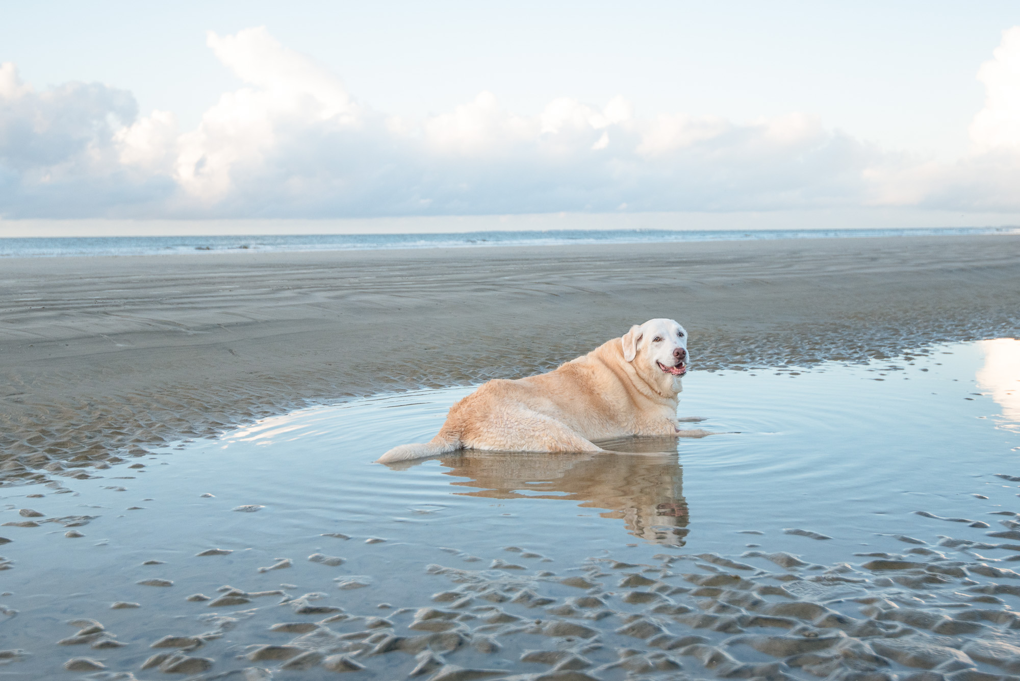 Hilton Head Beach Dog.JPG