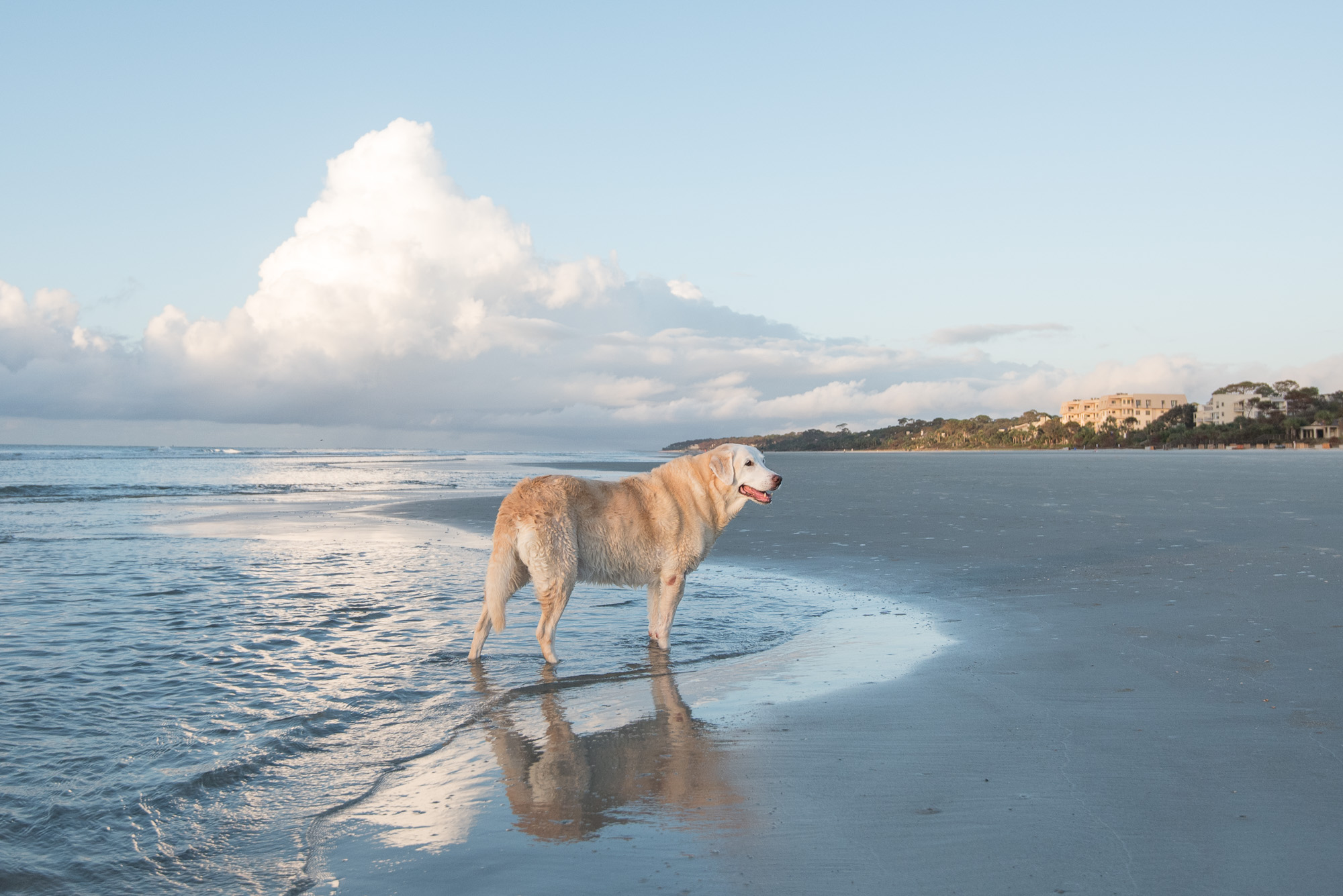 Hilton Head Dog Photography.JPG