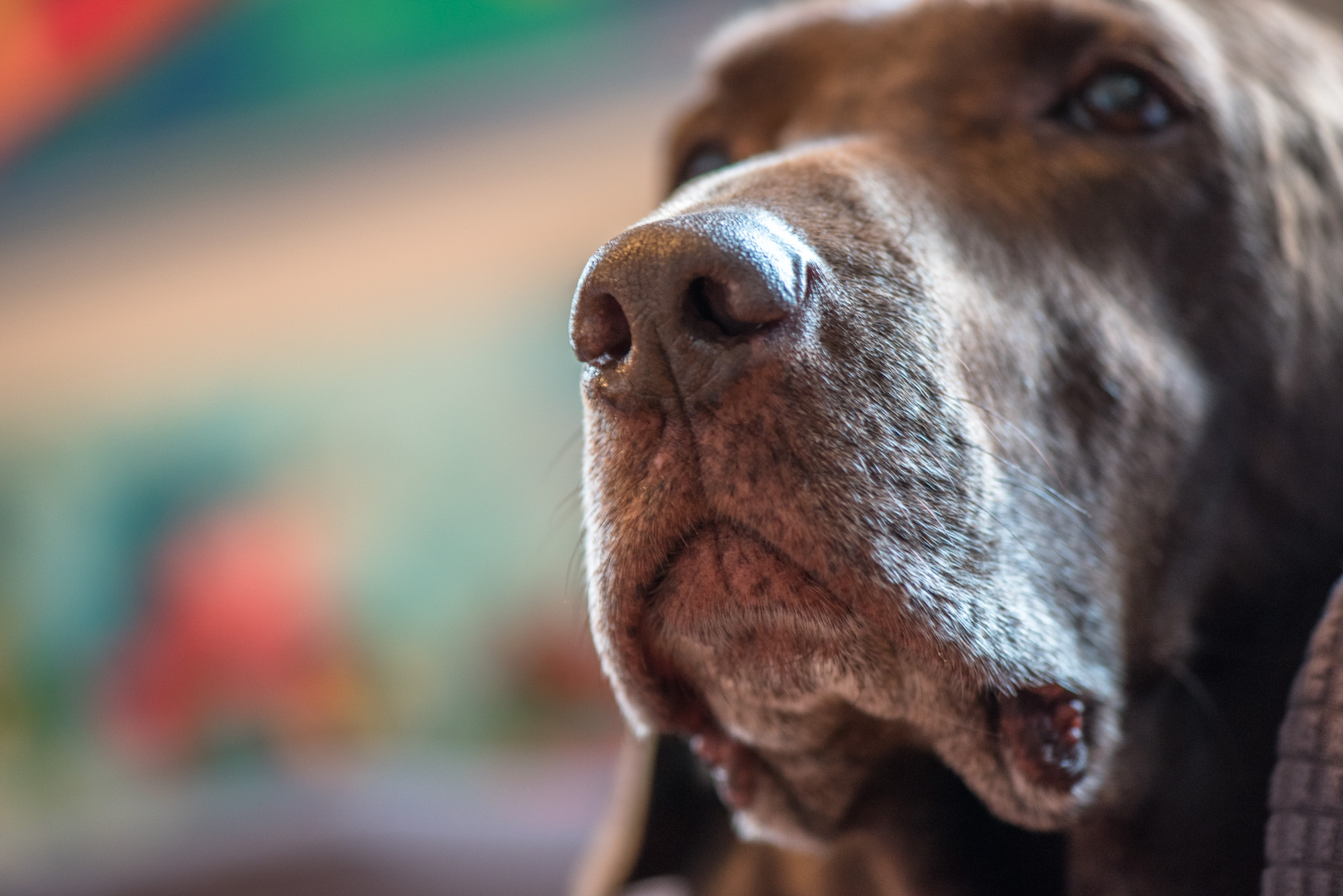 Fill the Frame - Dog Photography 52 Week Project - Week 3