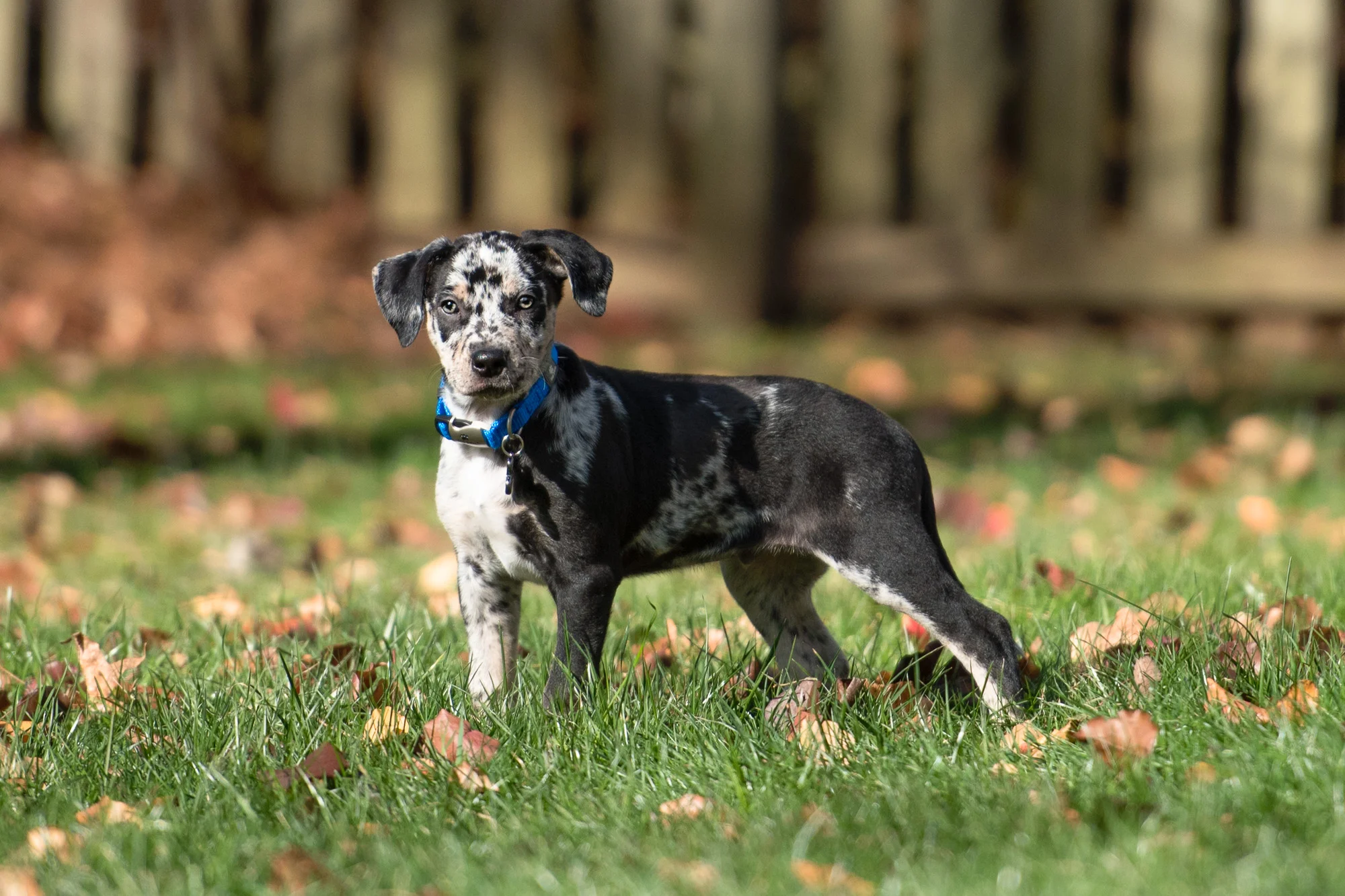 BLANK SLATE - Dog Photography 52 Week Project: Week 1