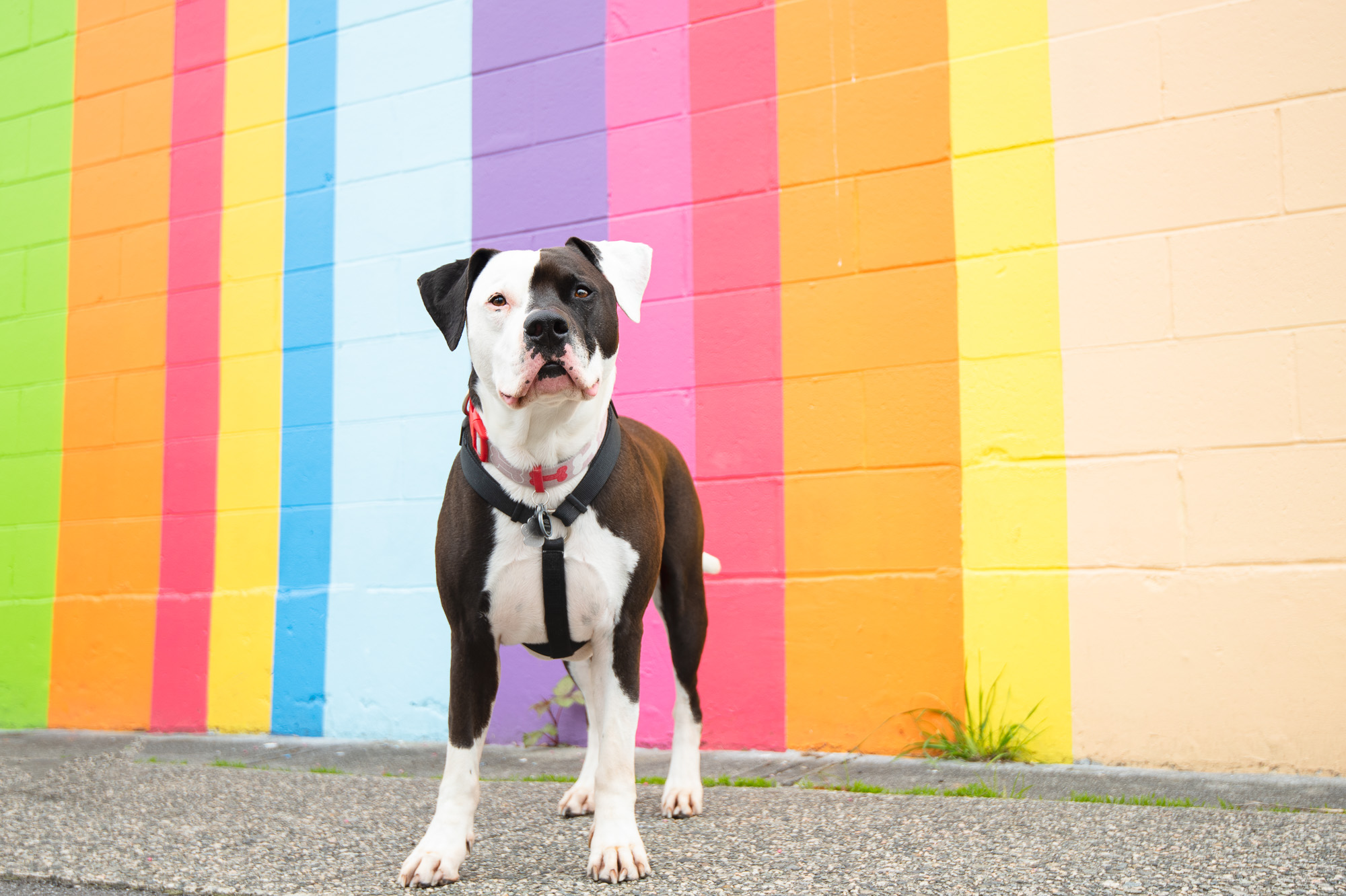 Hugo in front of patterned wall.JPG