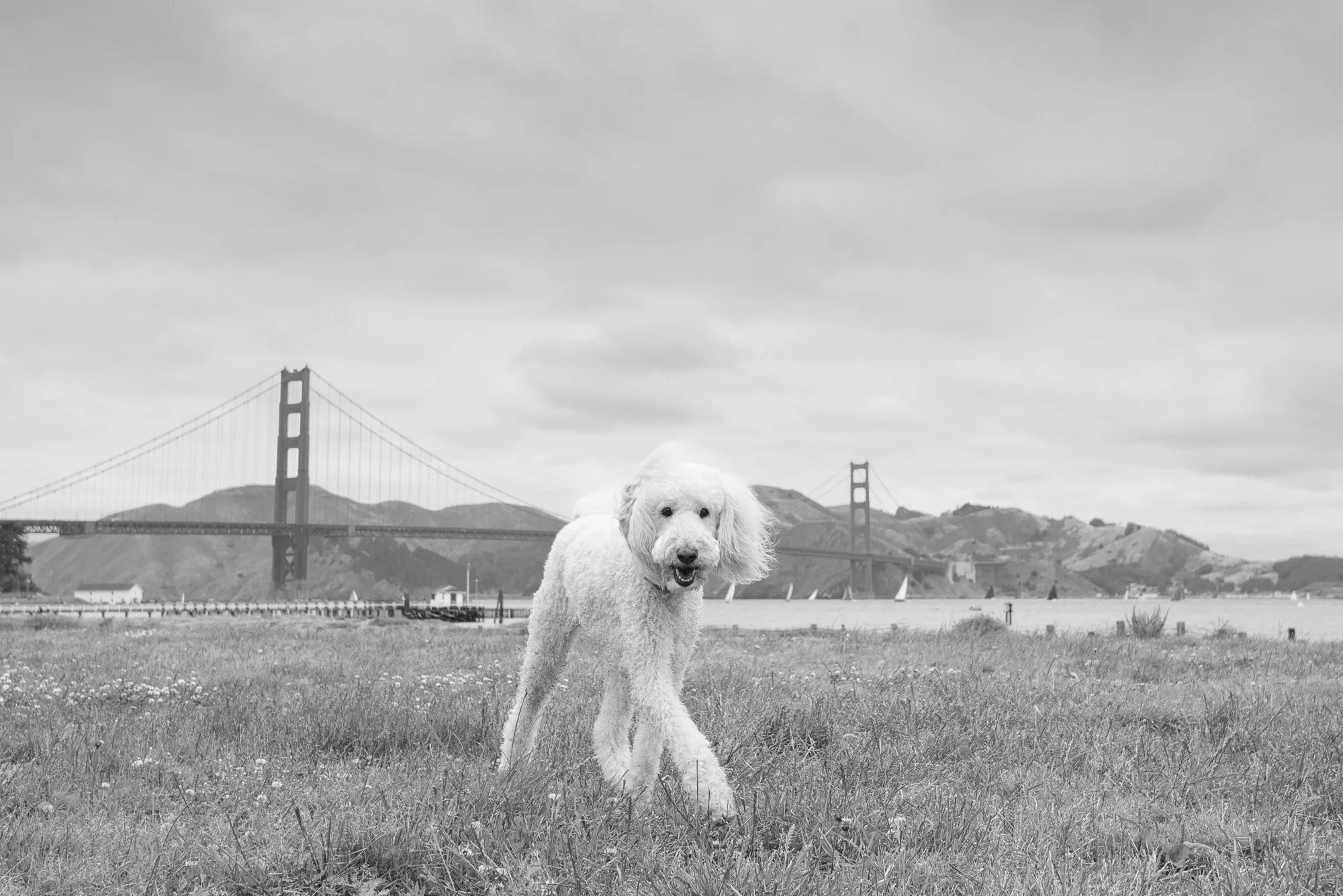 Black and White: Pet Photography 52 Week Project - Week 22
