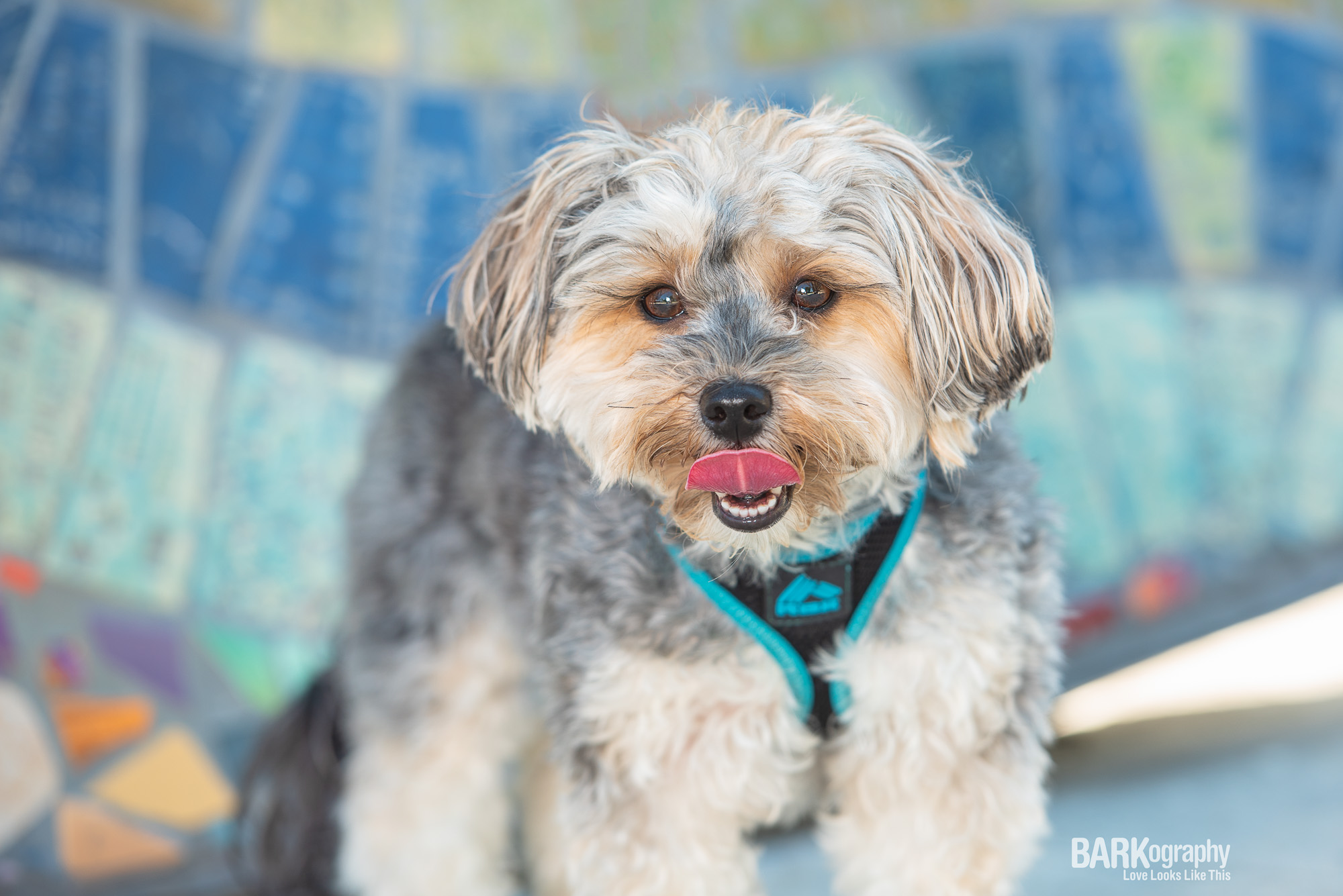 pet photography in Charlotte NC.JPG