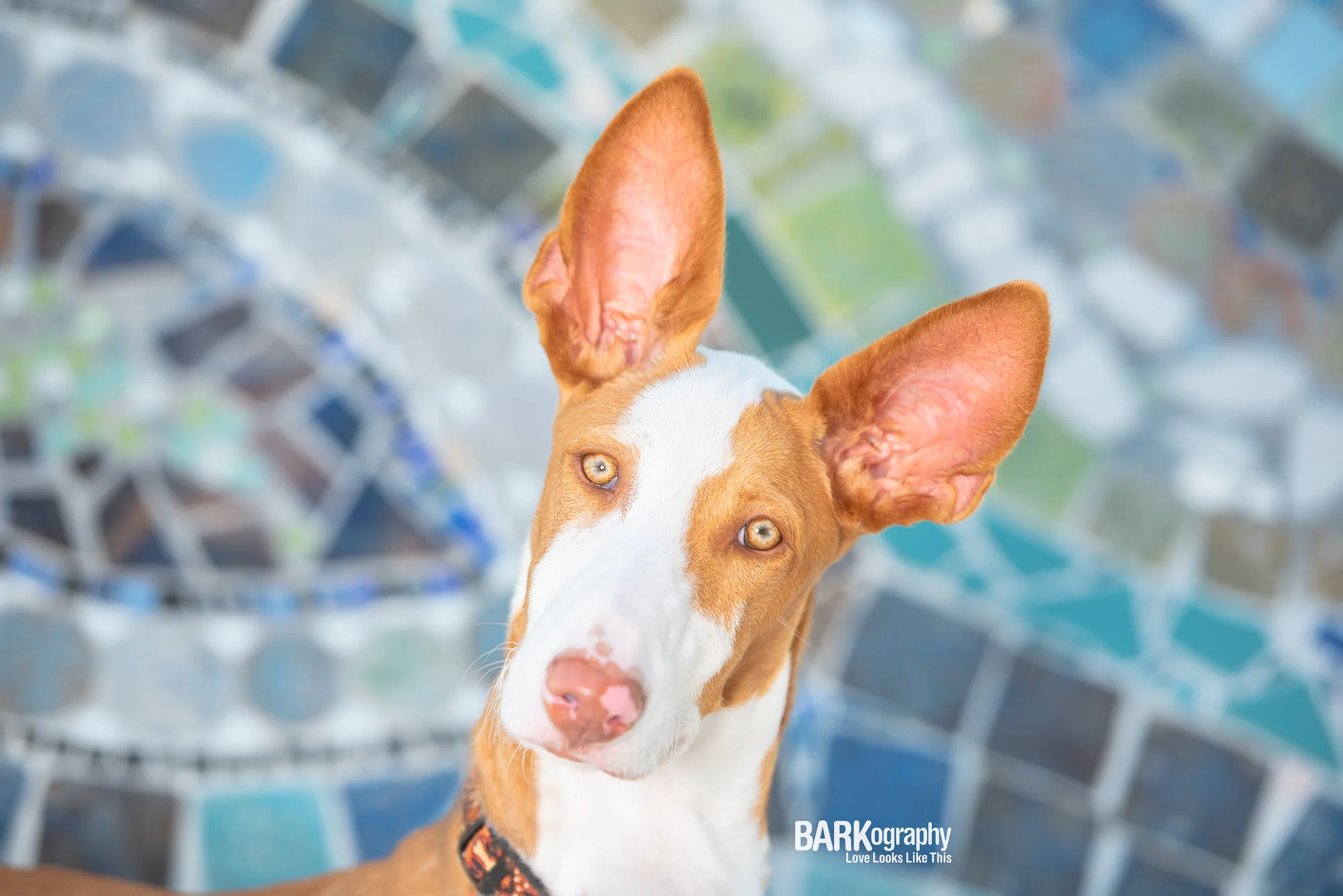 Dog Photos in Charlotte 