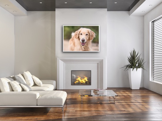 framed print dog photo Charlotte NC.JPG