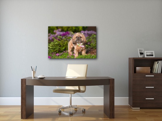 canvas dog photography in Charlotte NC.JPG