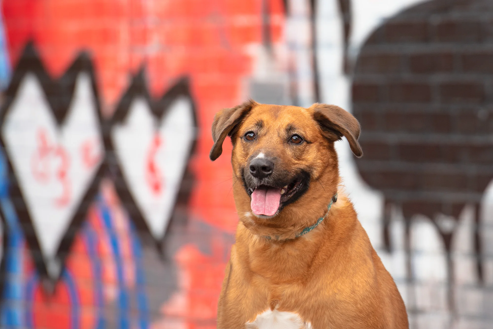 LANDMARKS - Dog Photography 52 Week Project: Week 26