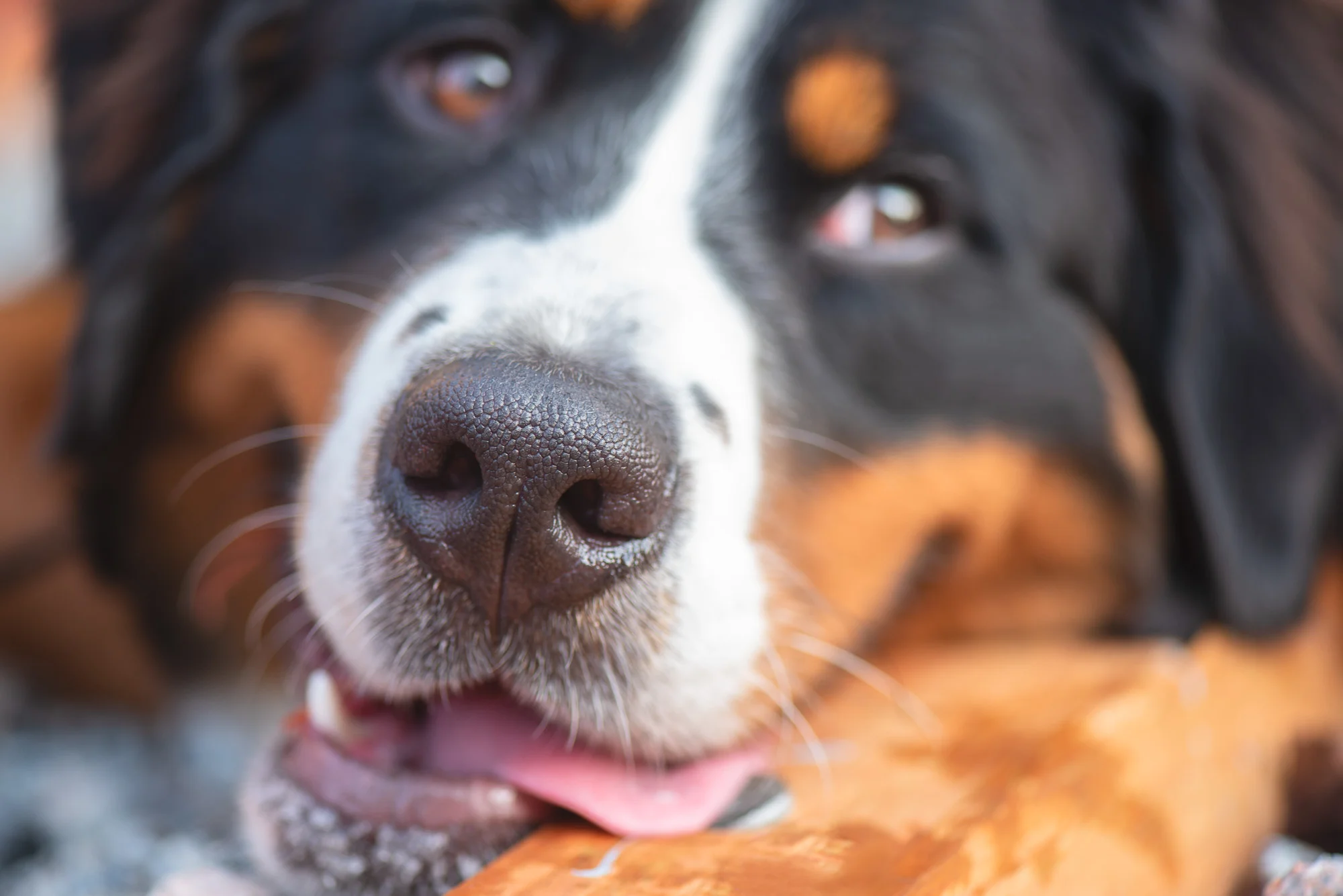 Noses: 52 Week Dog Photography Project - Week 27