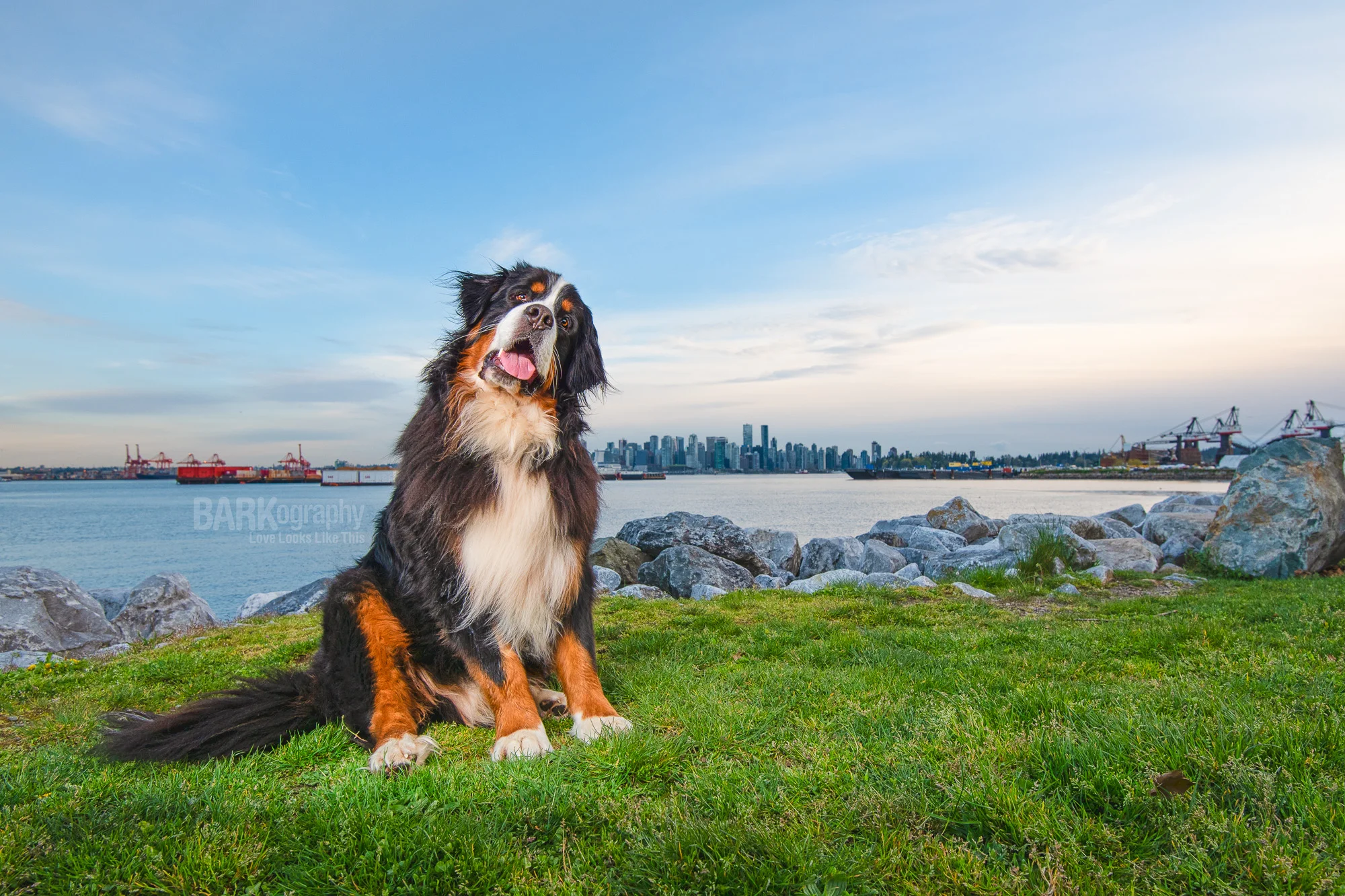Head Tilt: Dog Photographer 52 Week Project - Week 28