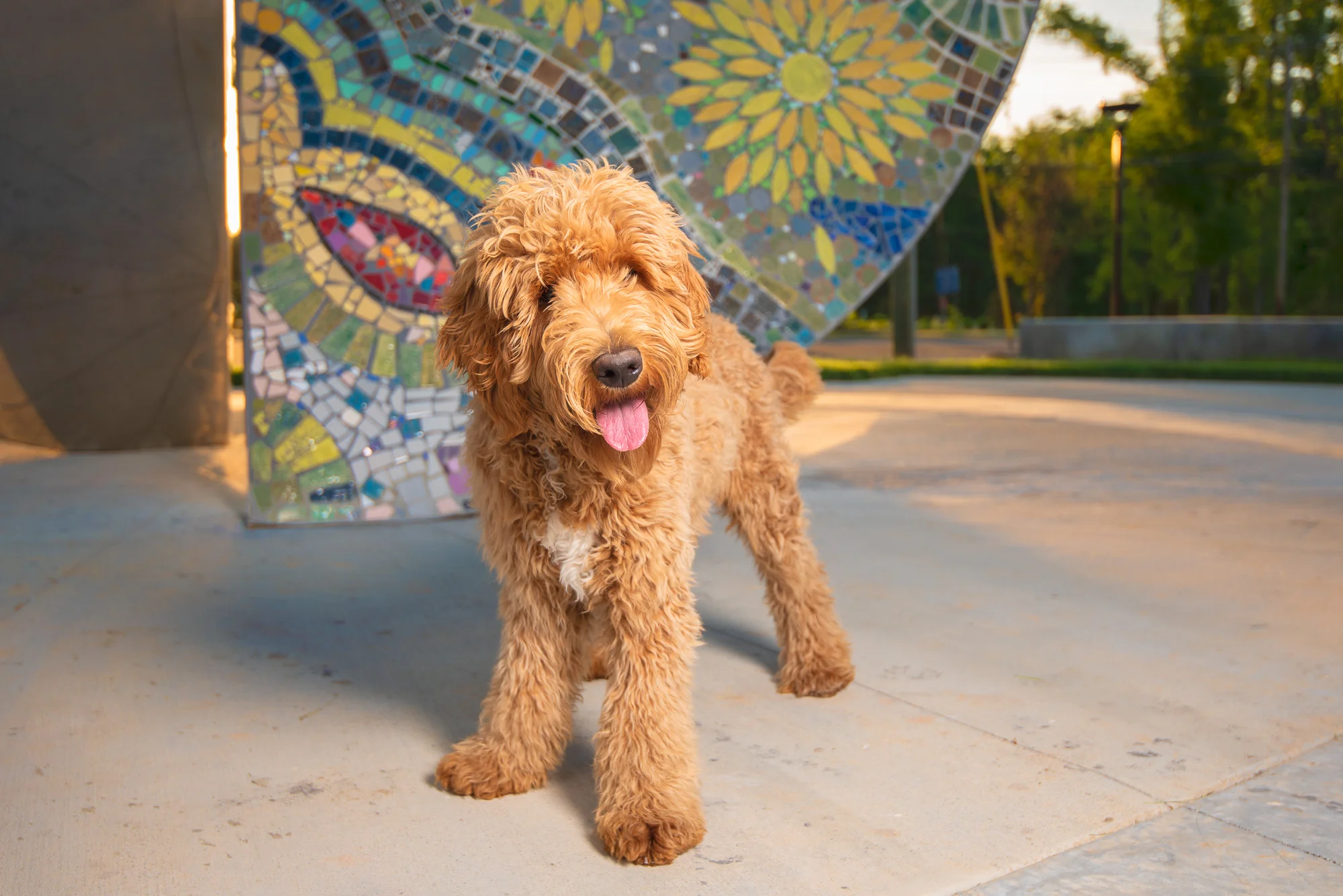 Did you know that most of the dogs I photograph are on leash?
