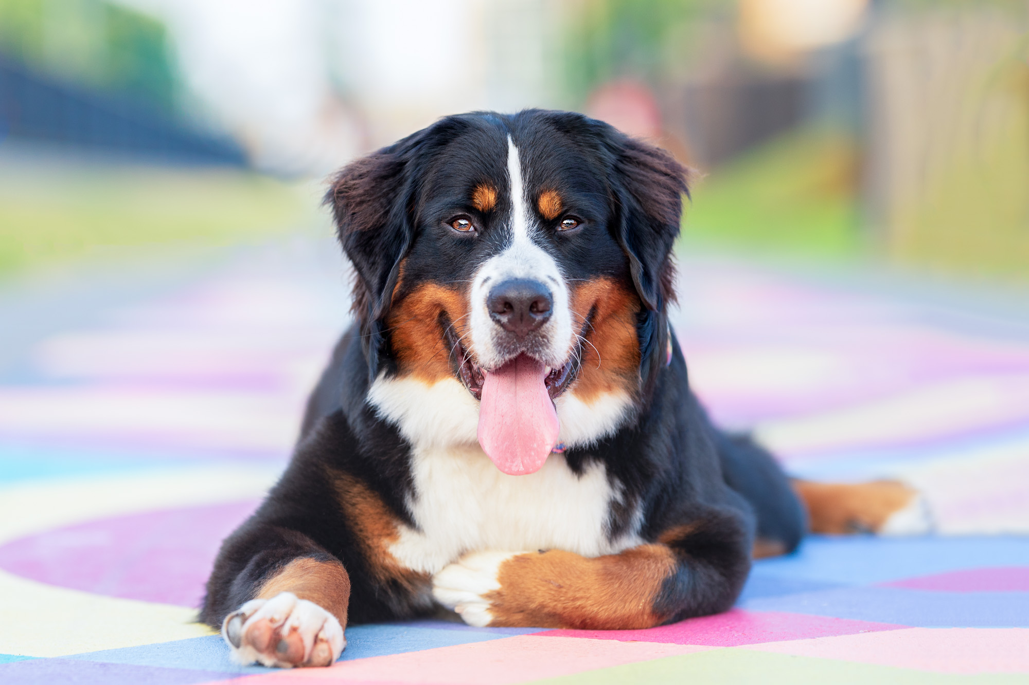 bernese mountain dog photo Charlotte NC.JPG