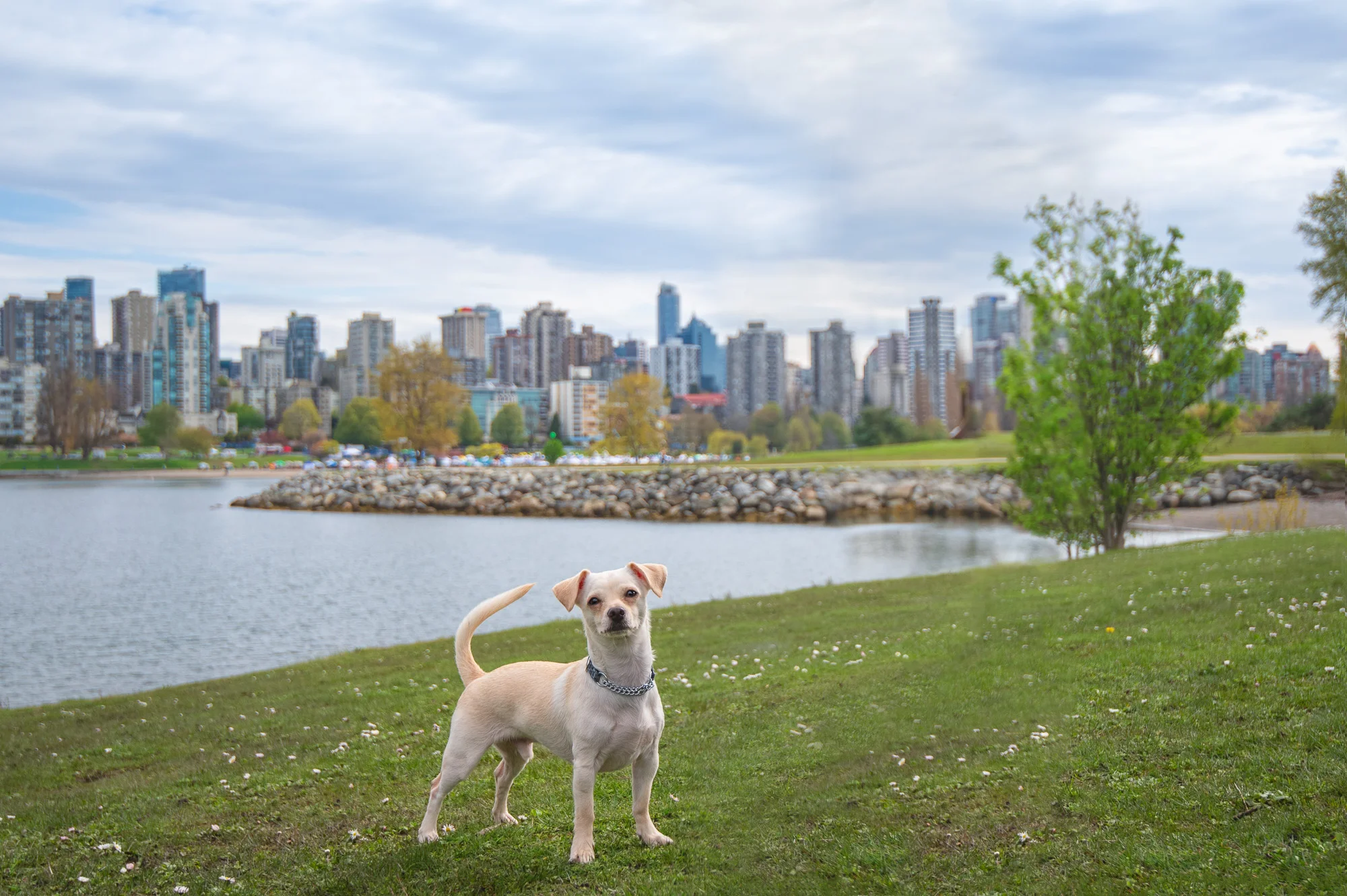 Using Architectural Elements in Dog Photography