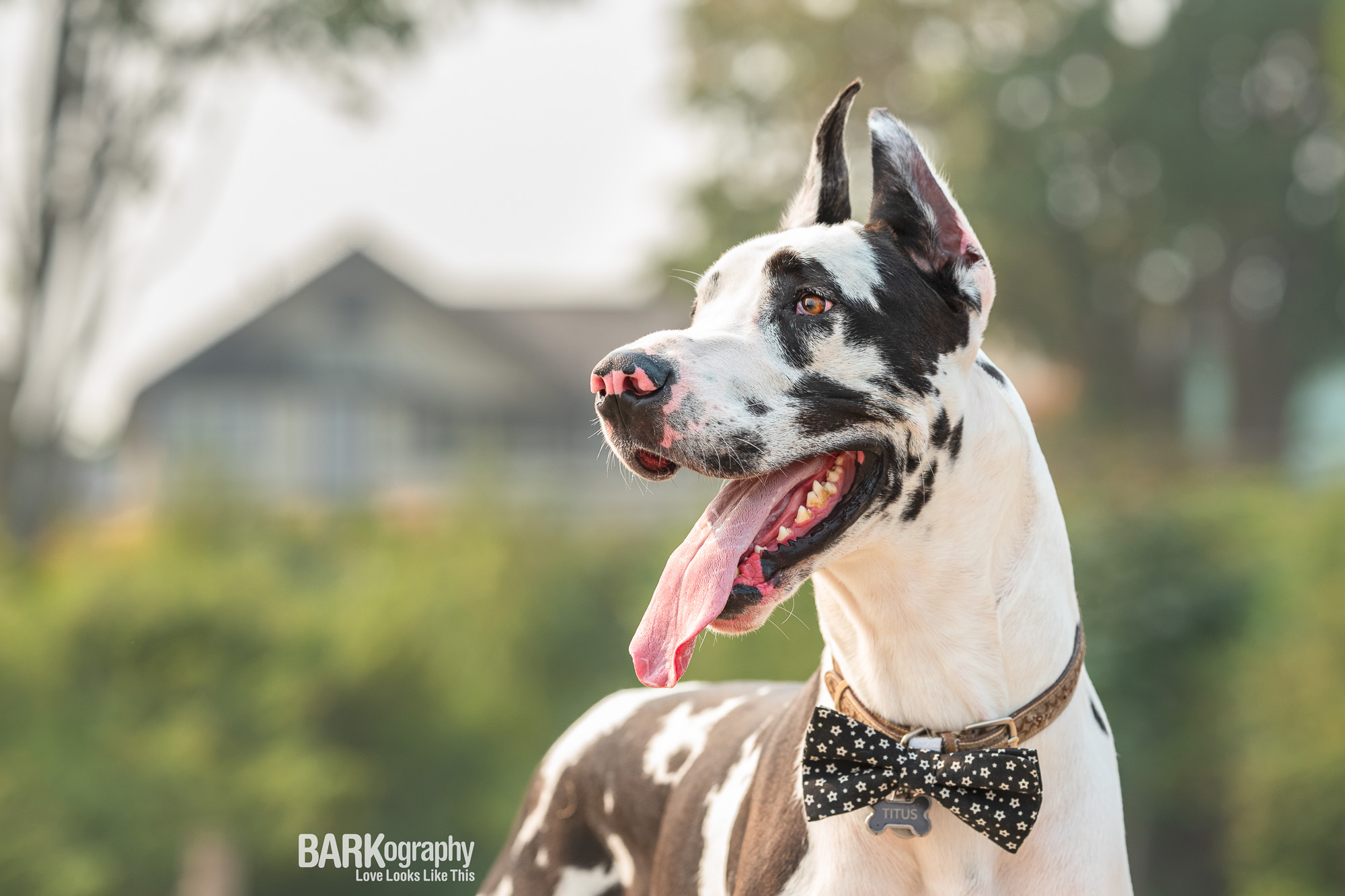 natural light dog photo of great dane in Vancouver BC.JPG