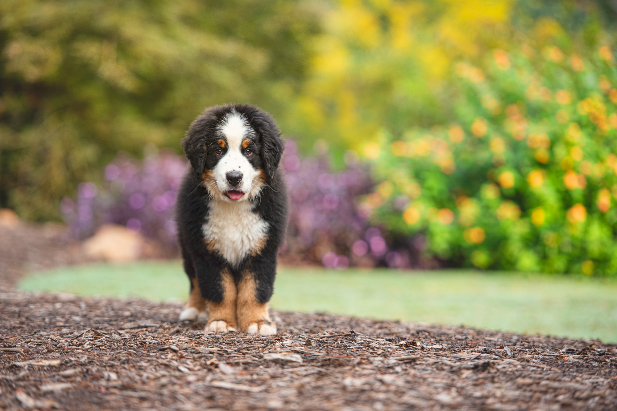 travel dog photographer.JPG