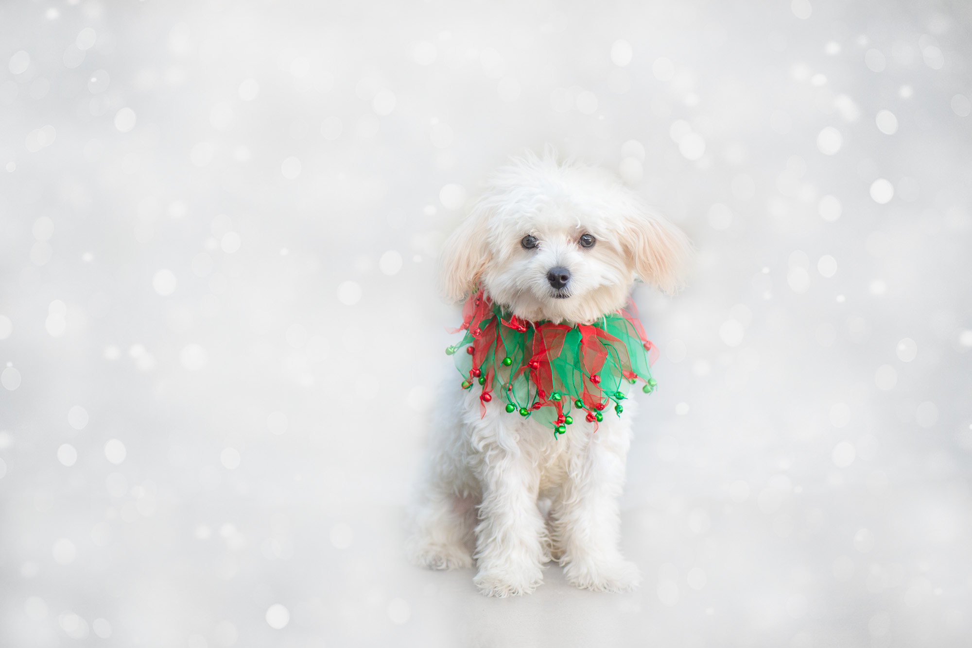 Social Pet Holiday Photos