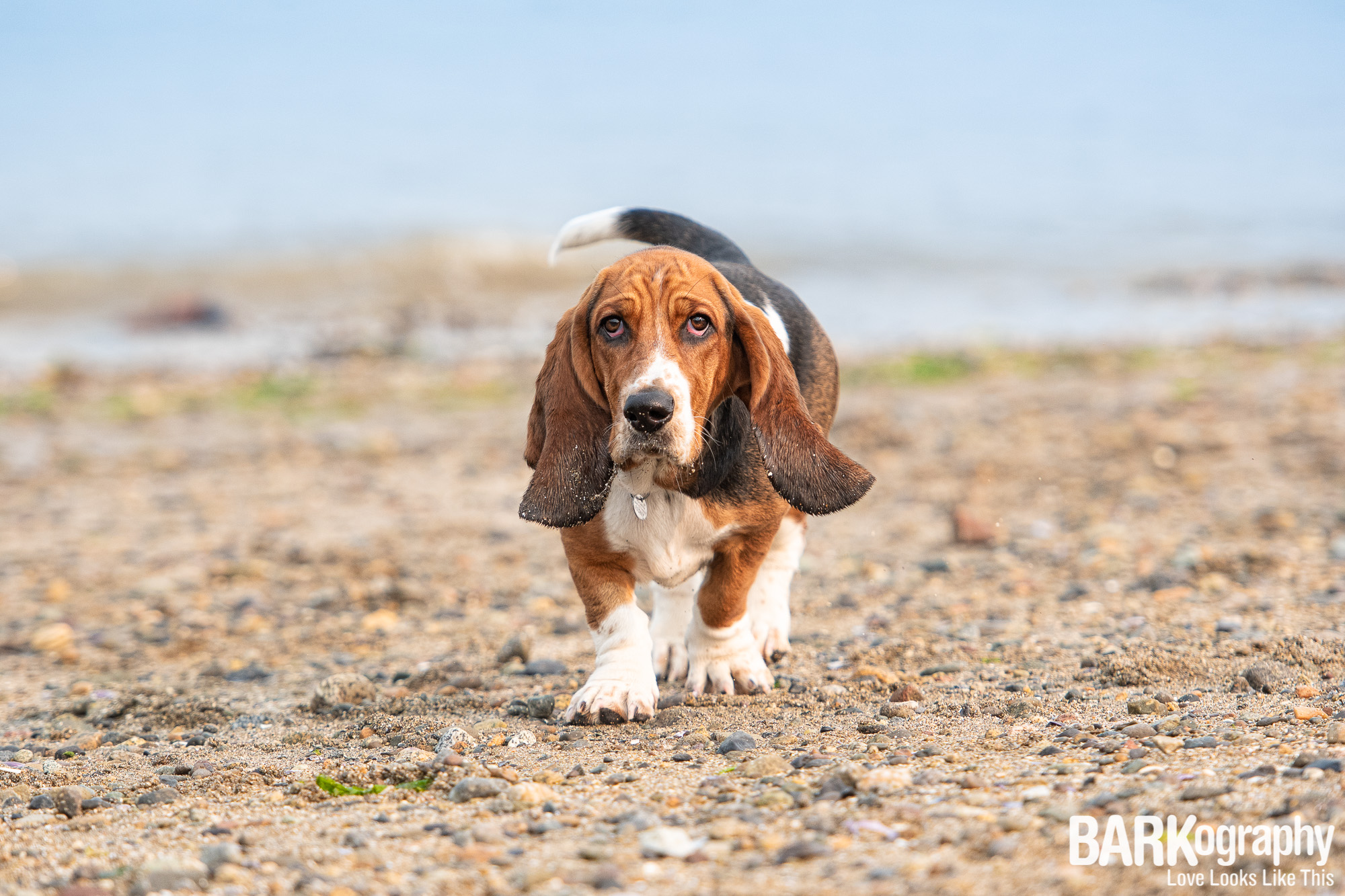 Kitsilano Beach Dog Photo.JPG