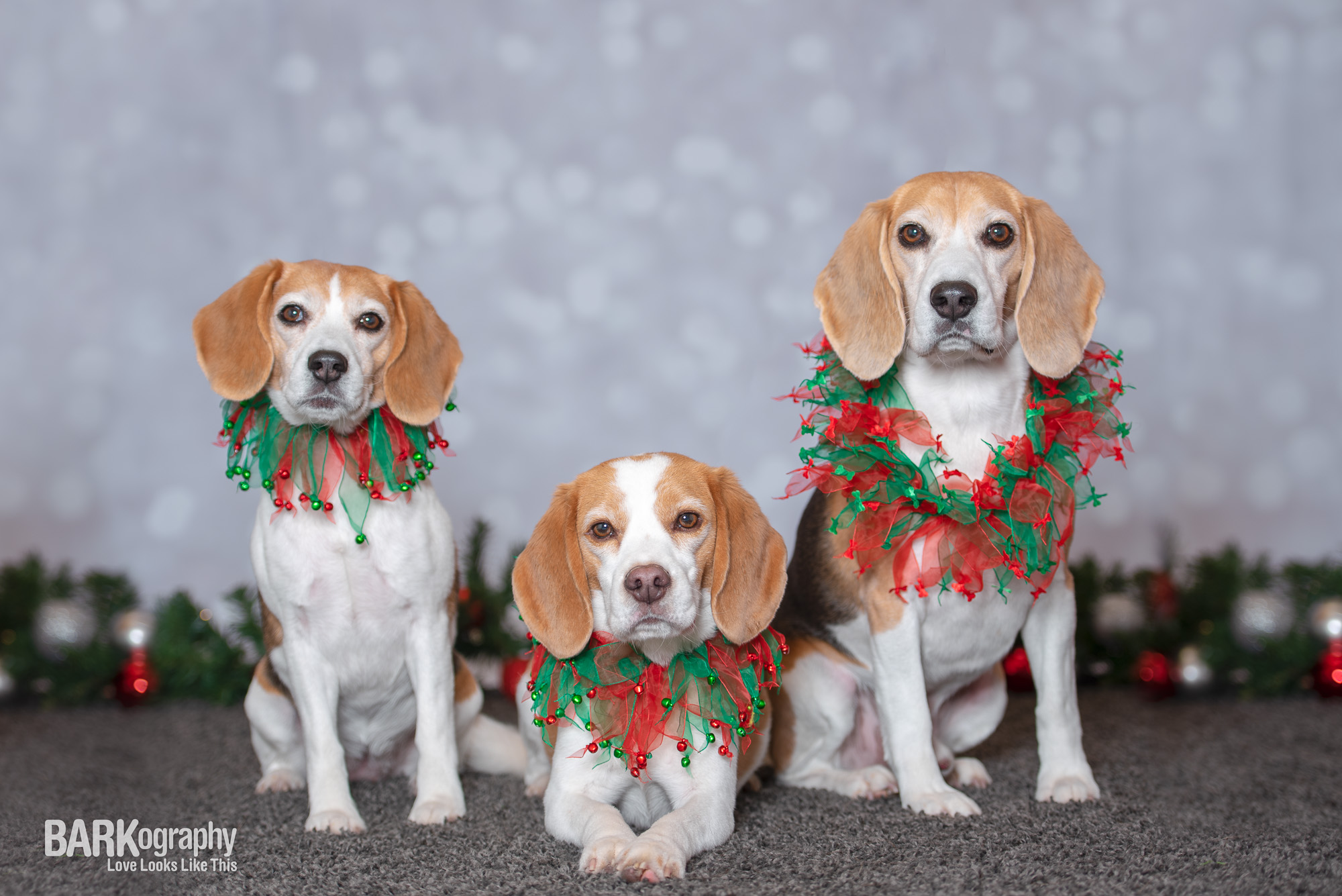 Charlotte NC Studio Dog Photography.JPG