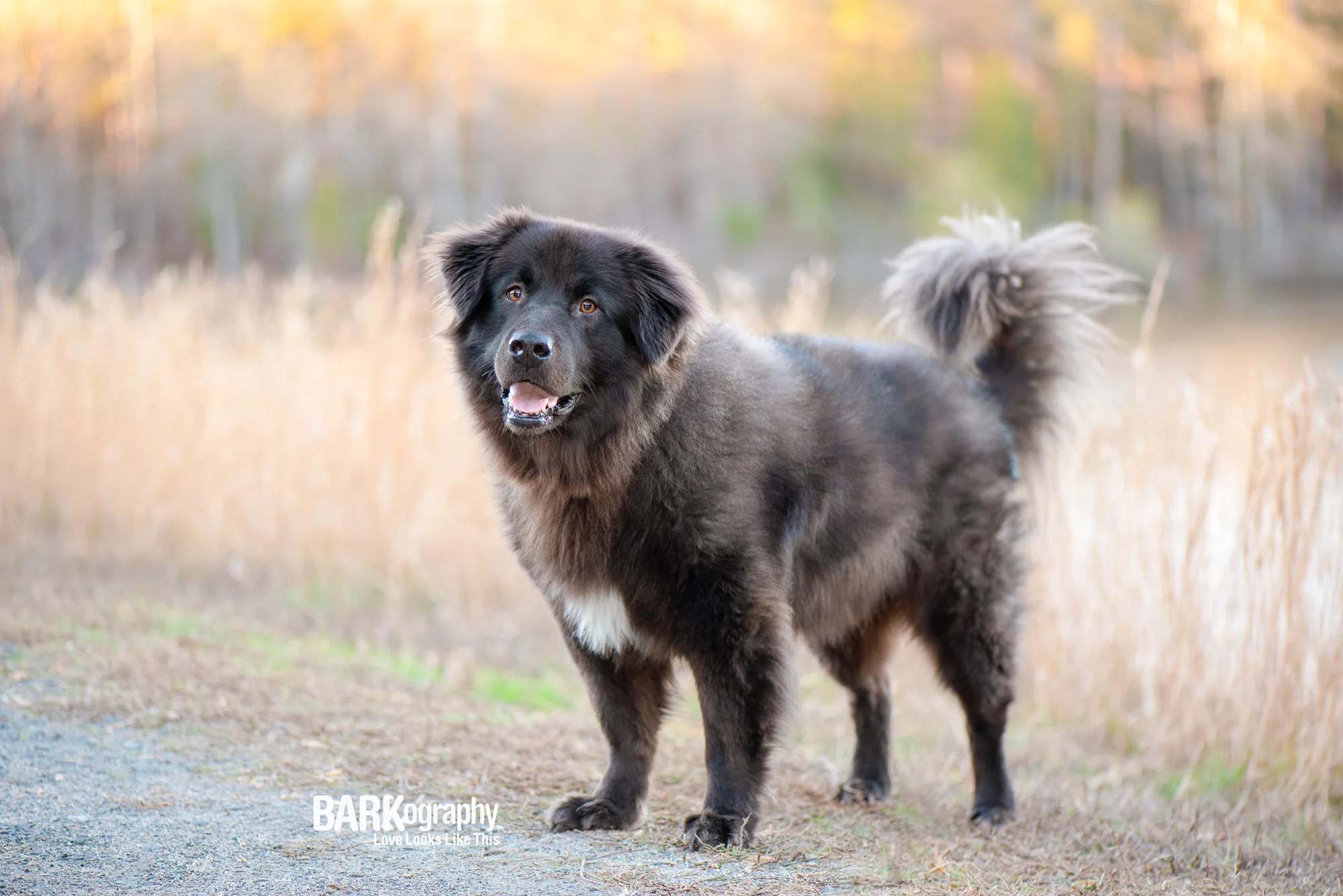 Dog Photography Before &amp; After Photos