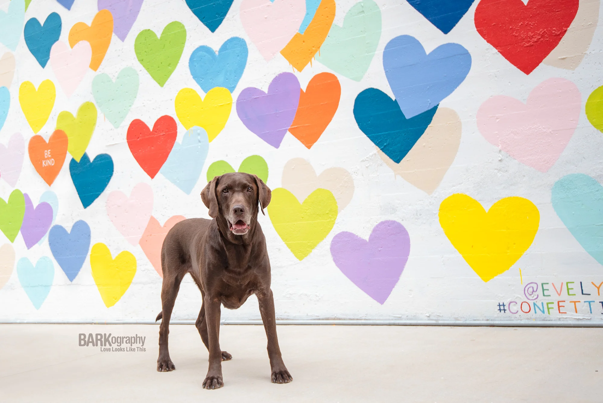 Charlotte Murals and Dog Photography